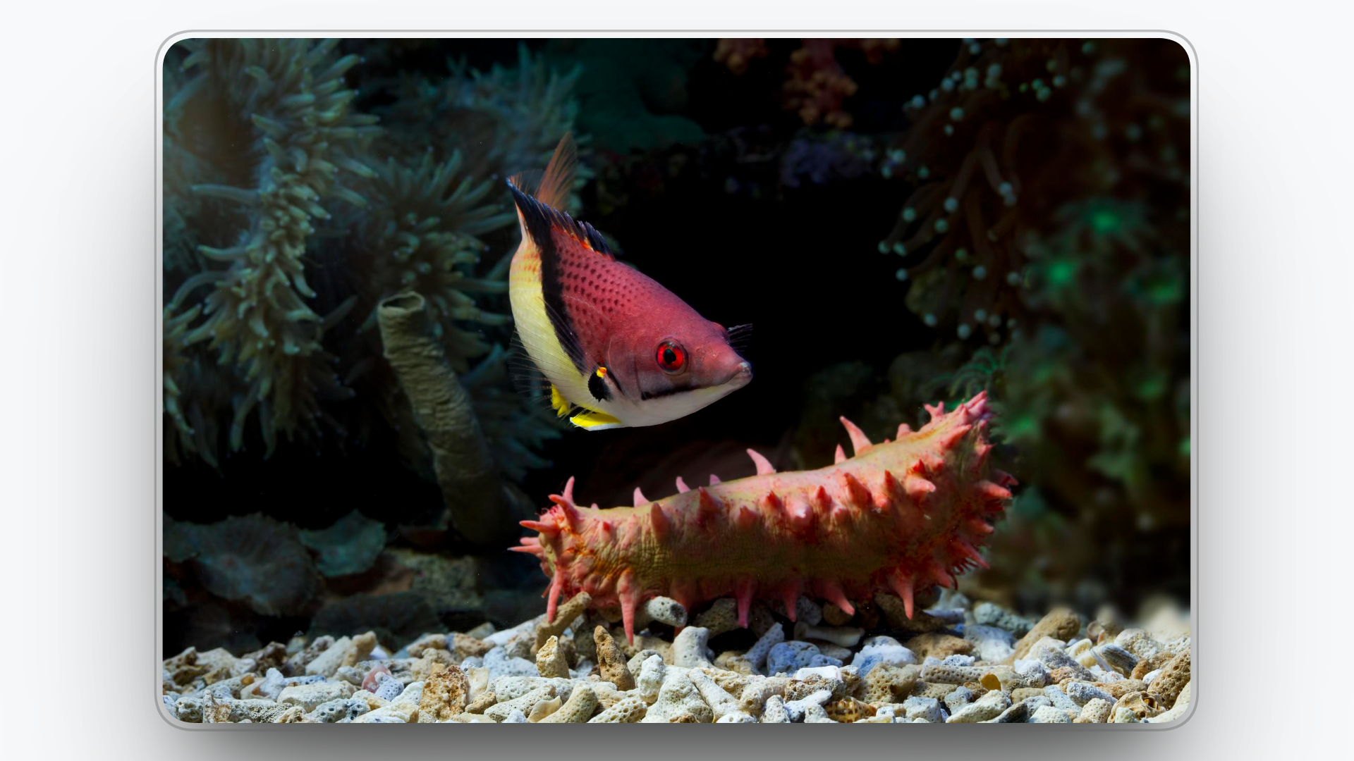 Top axolotl predators