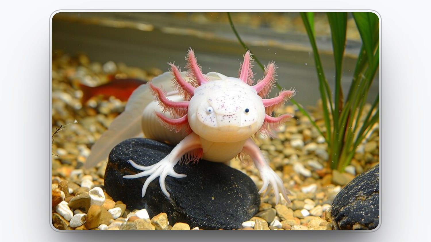 Axolotl setup and care