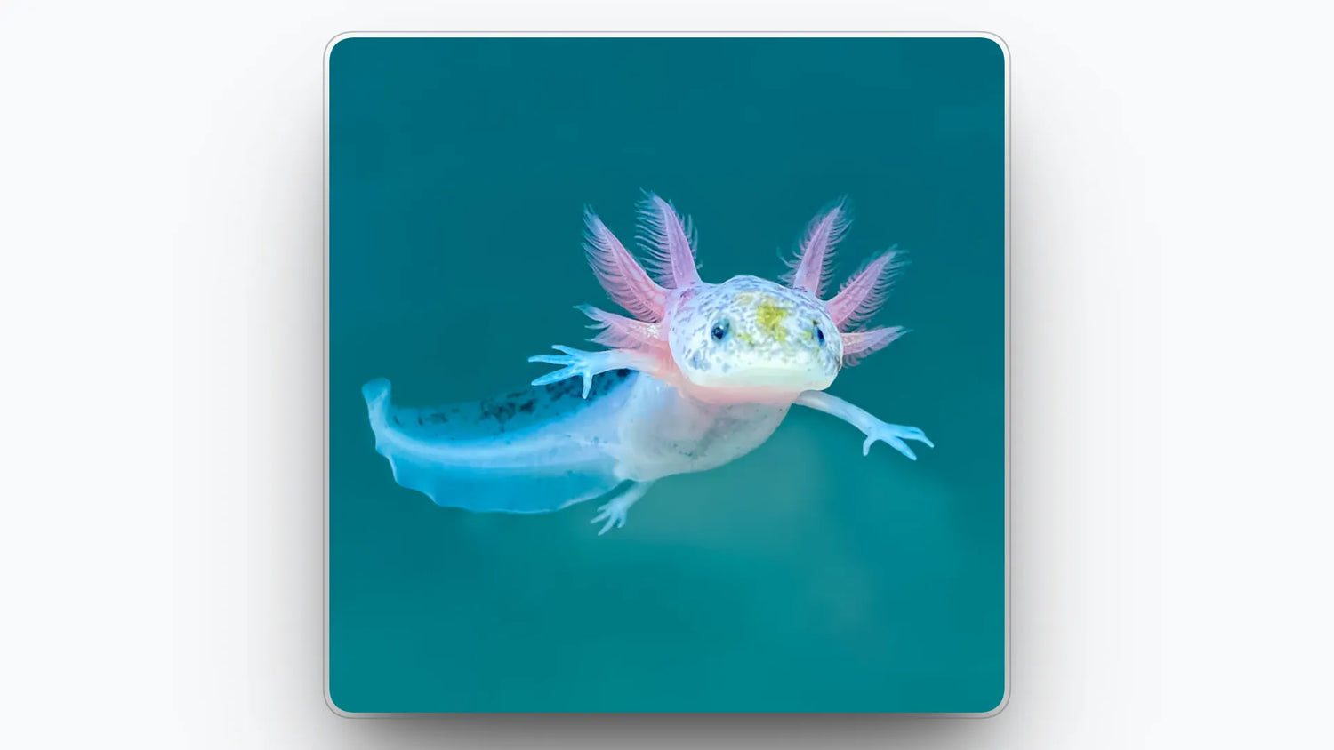 Dirty Leucistic Axolotl