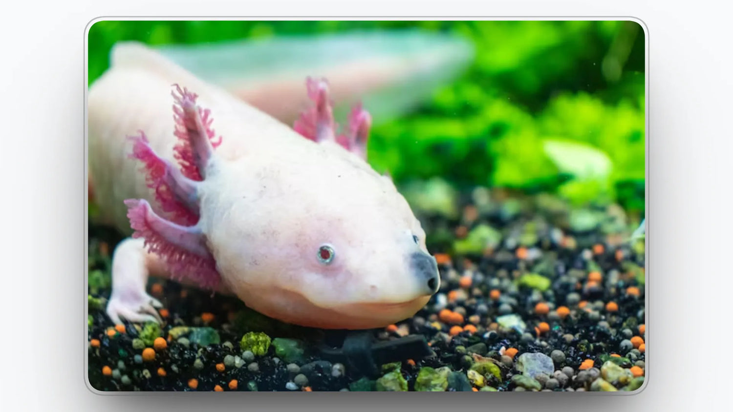 Axolotl in a Aquarium