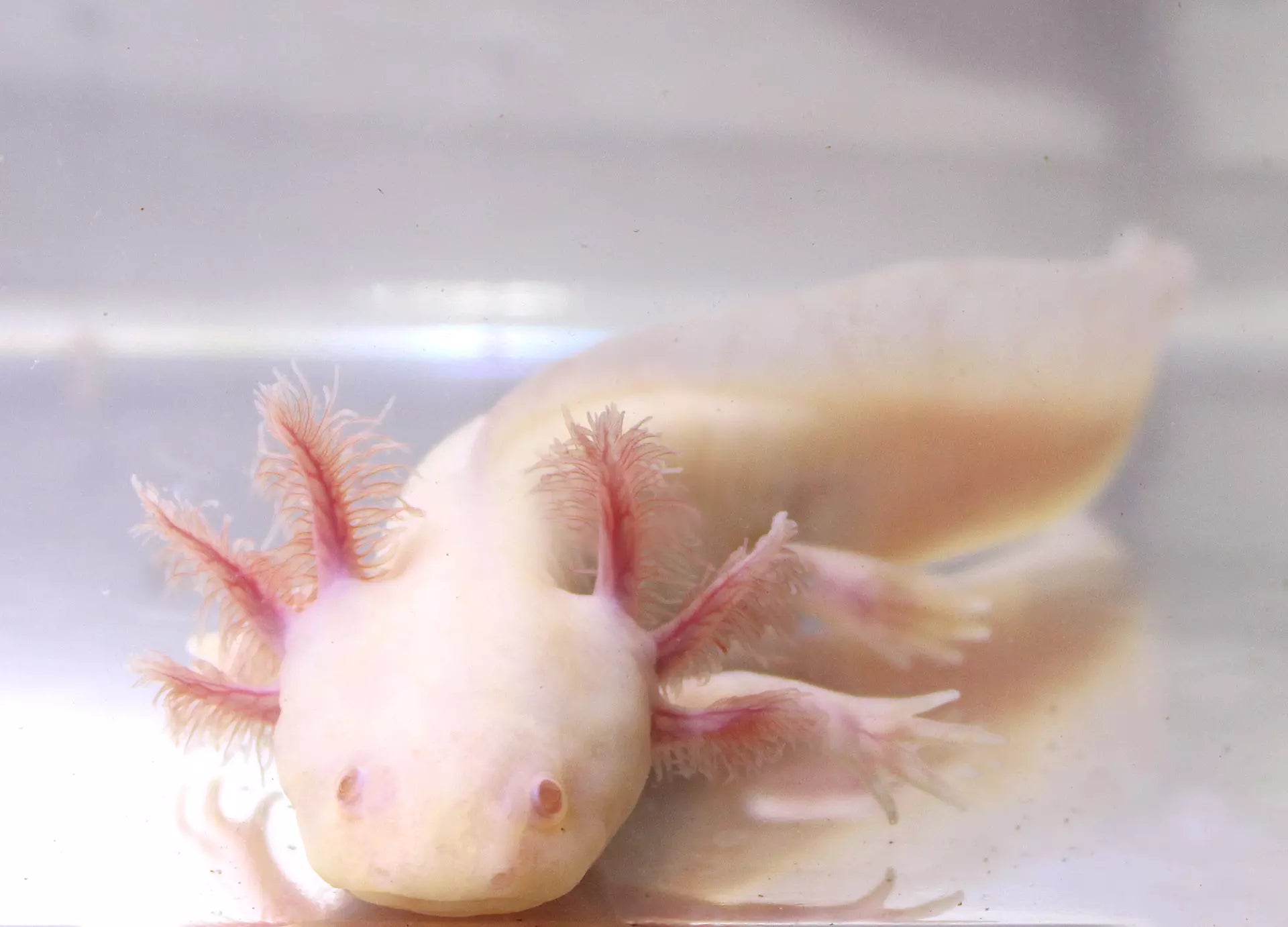 white albino axolotl