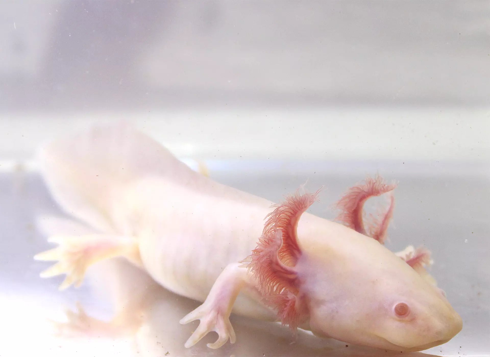 Albino Melanoid Axolotl