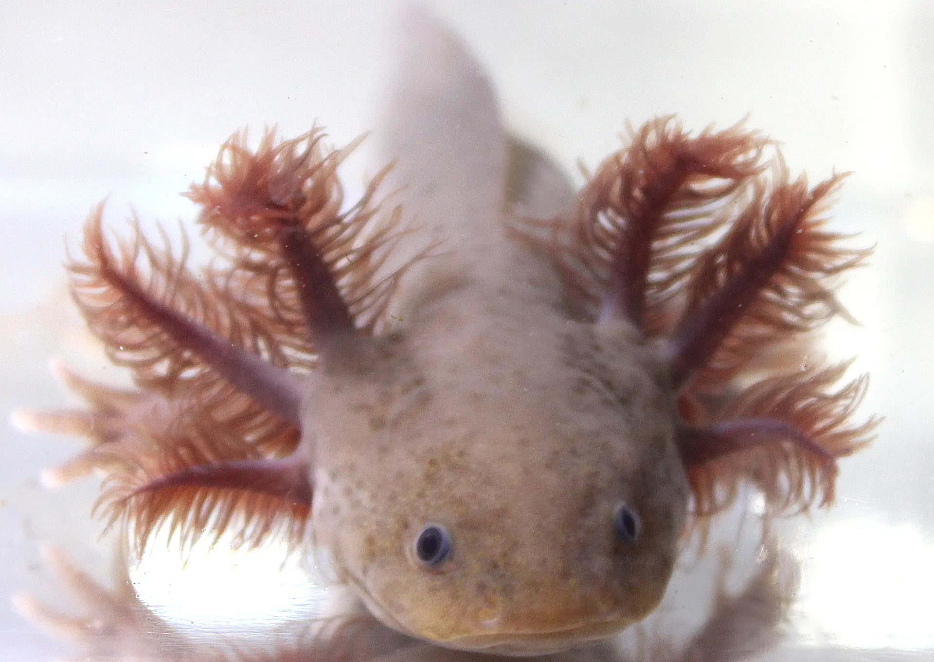 Copper Melanoid Axolotl