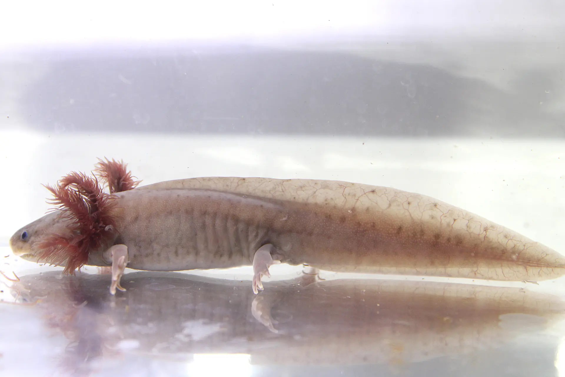 Copper Melanoid Axolotl