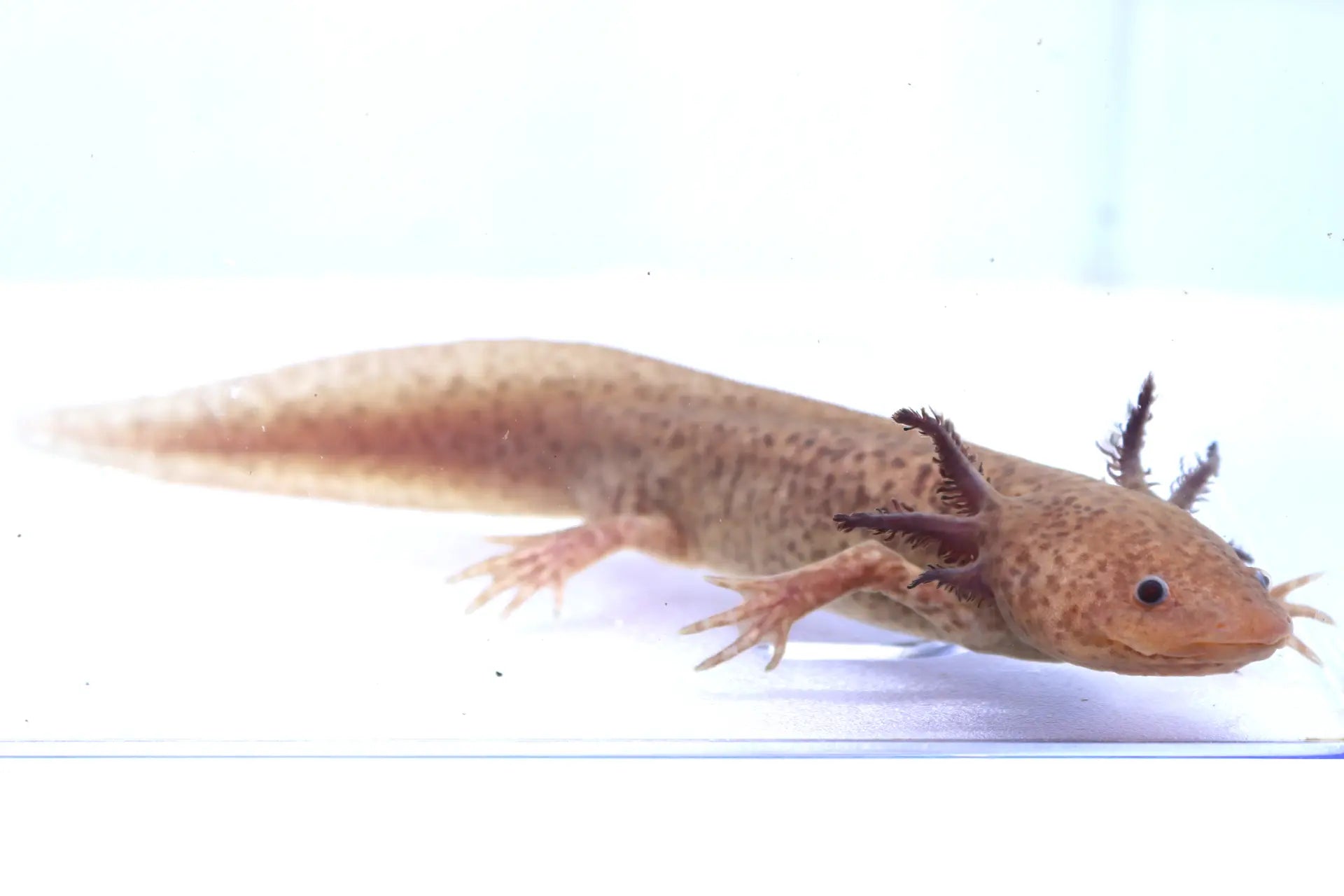 Axanthic Copper Axolotl