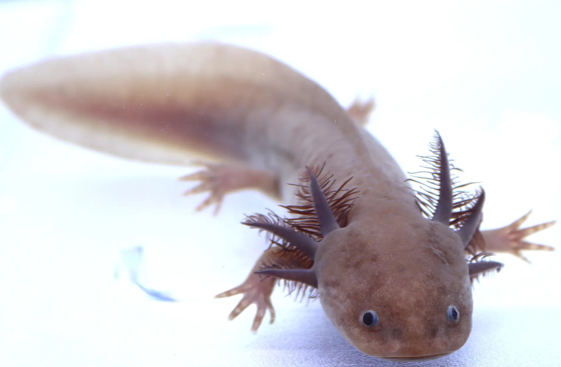 Melanoid Axanthic Copper Axolotl