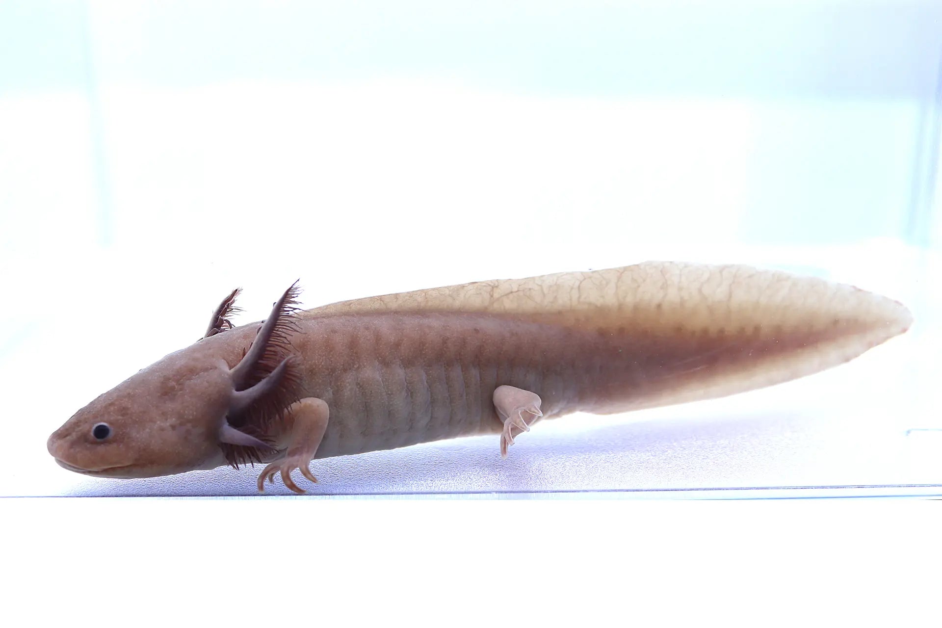 Melanoid Axanthic Copper Axolotl