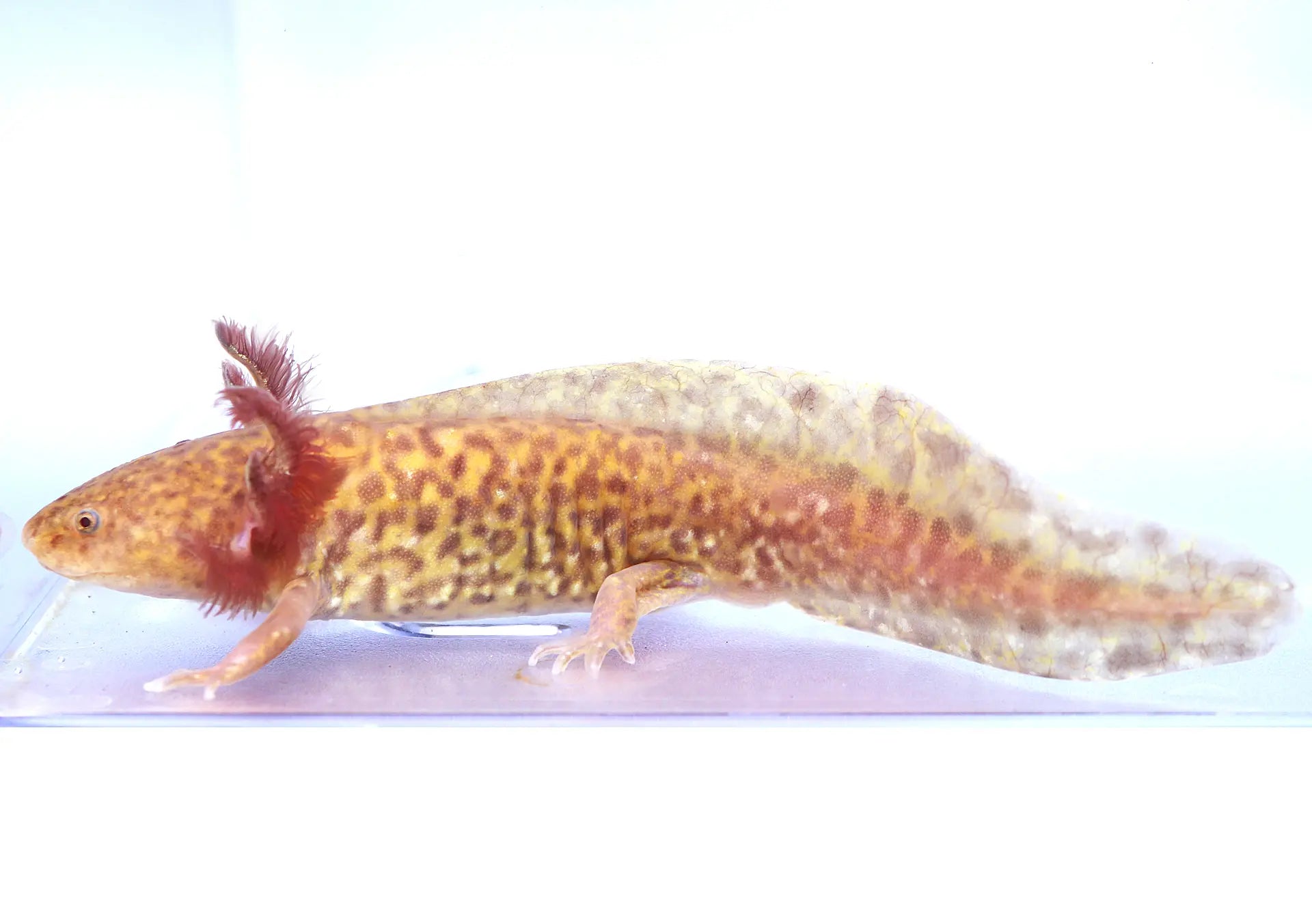 Copper Axolotl