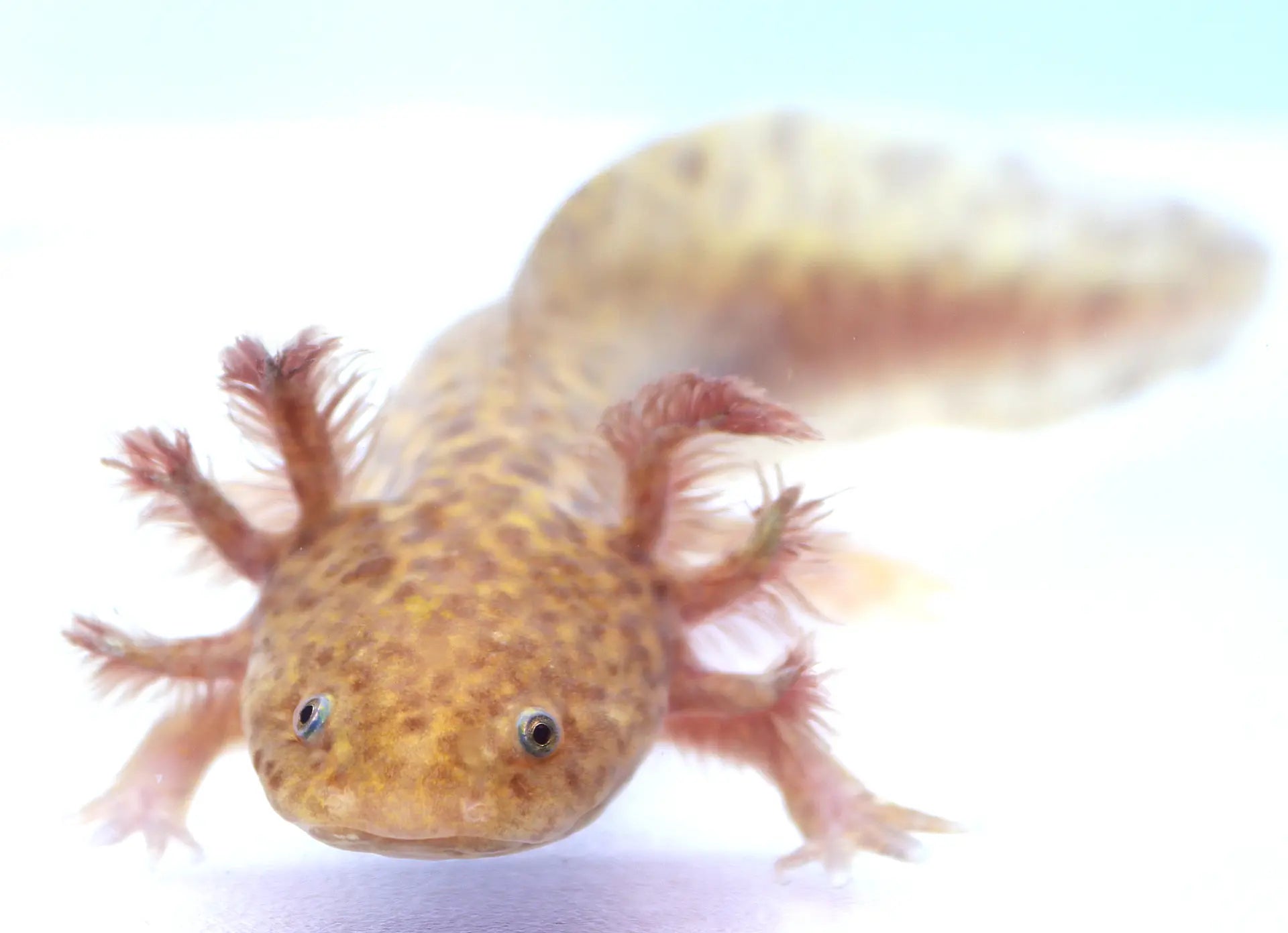 Copper Axolotl