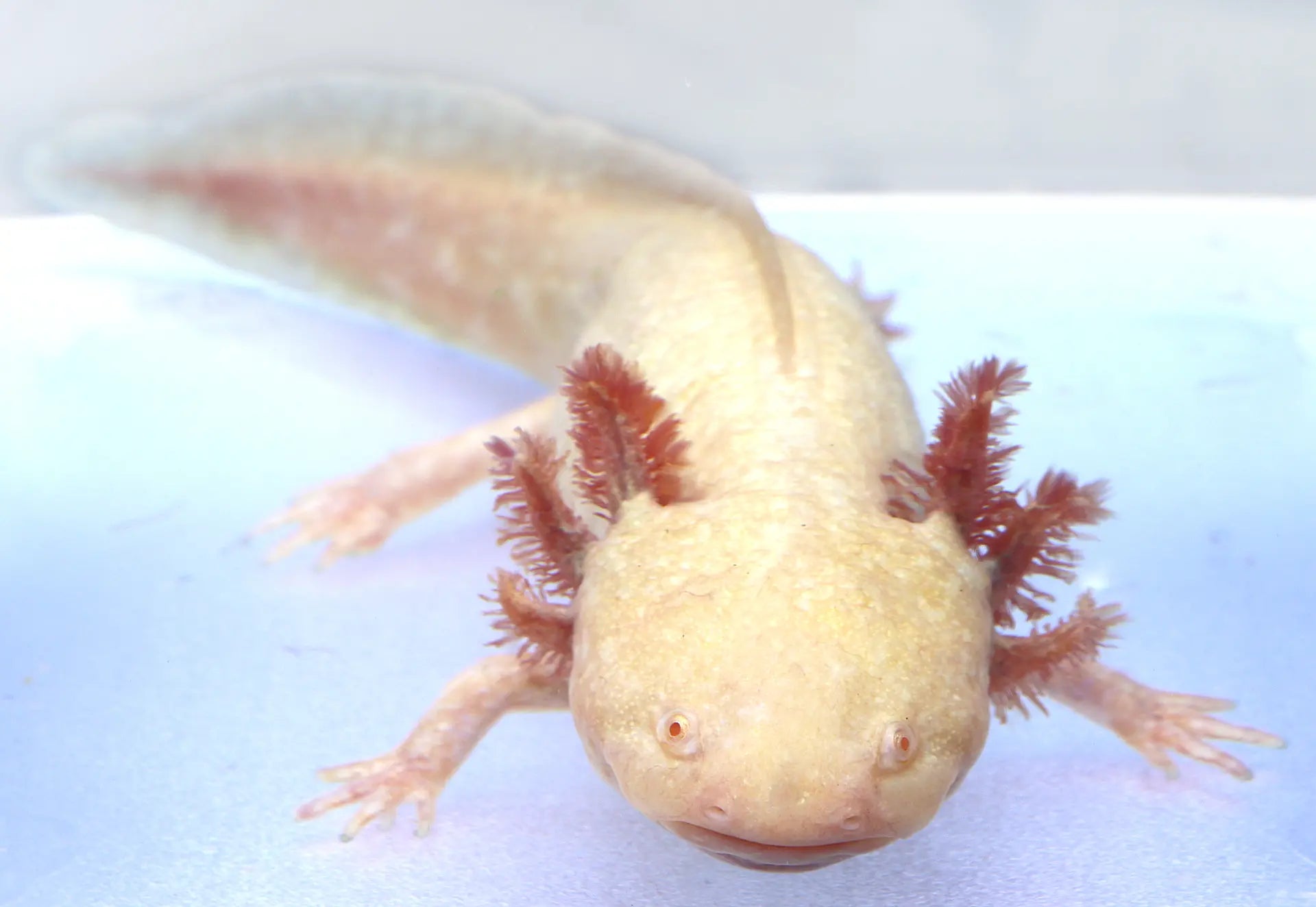 Golden Albino Axolotl