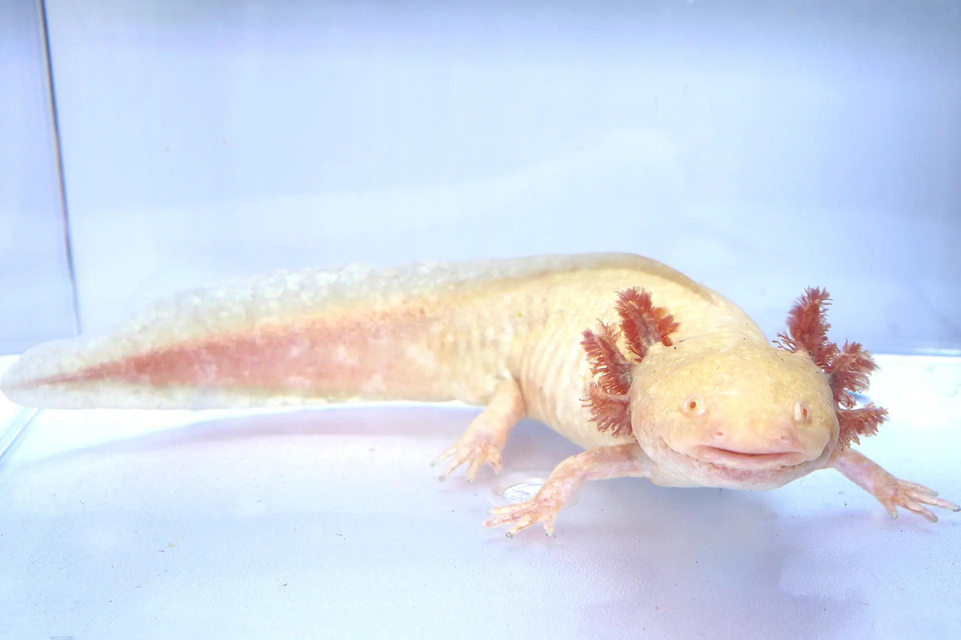 Golden Albino Axolotl