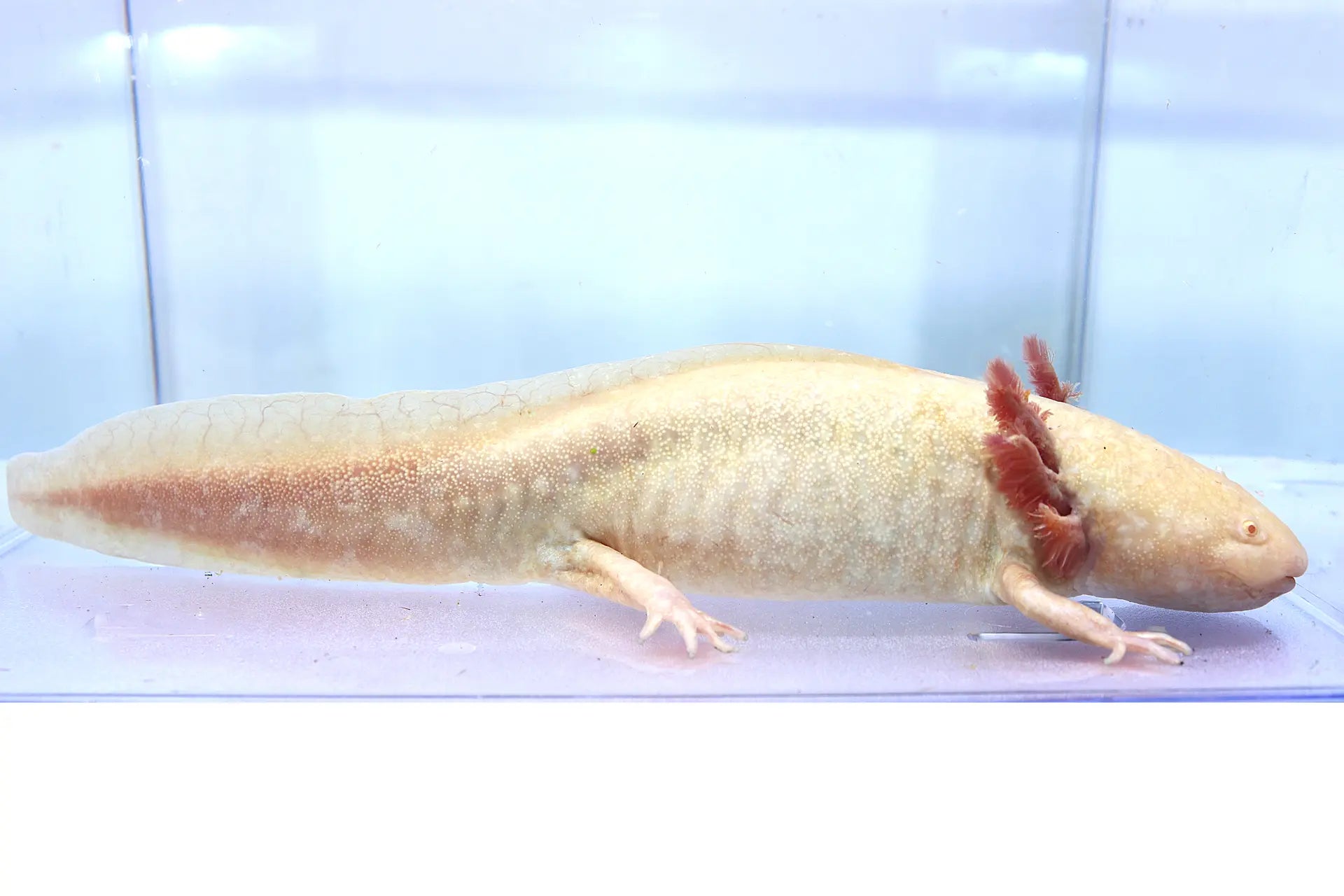 Golden Albino Axolotl