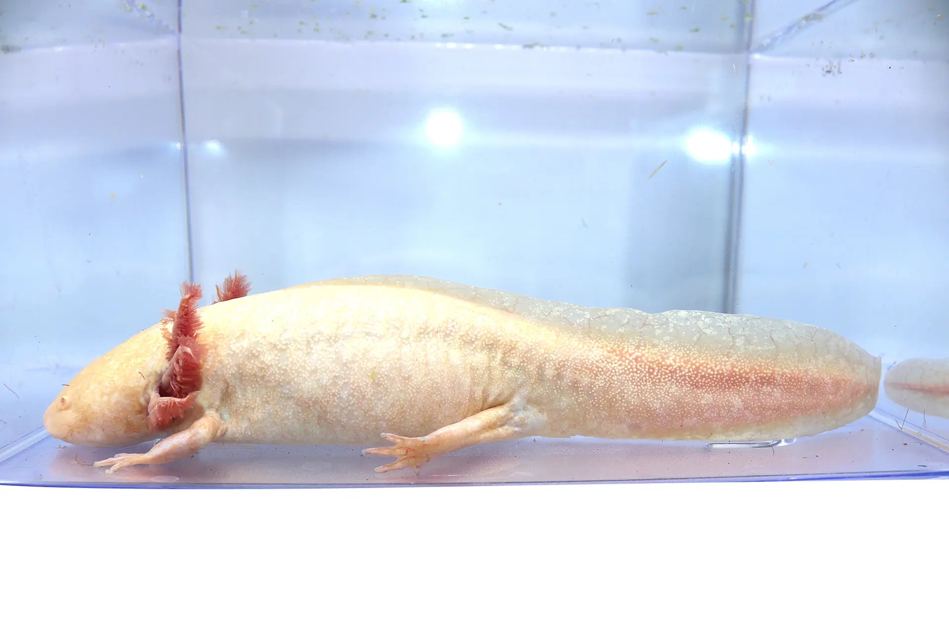Golden Albino Axolotl