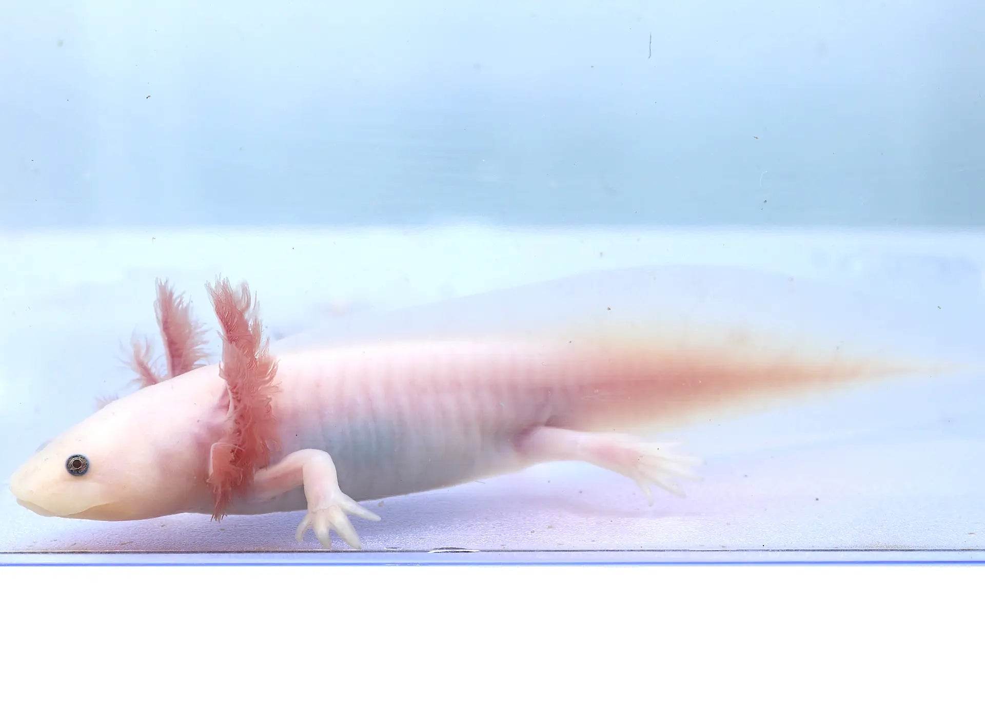 Leucistic Axolotl