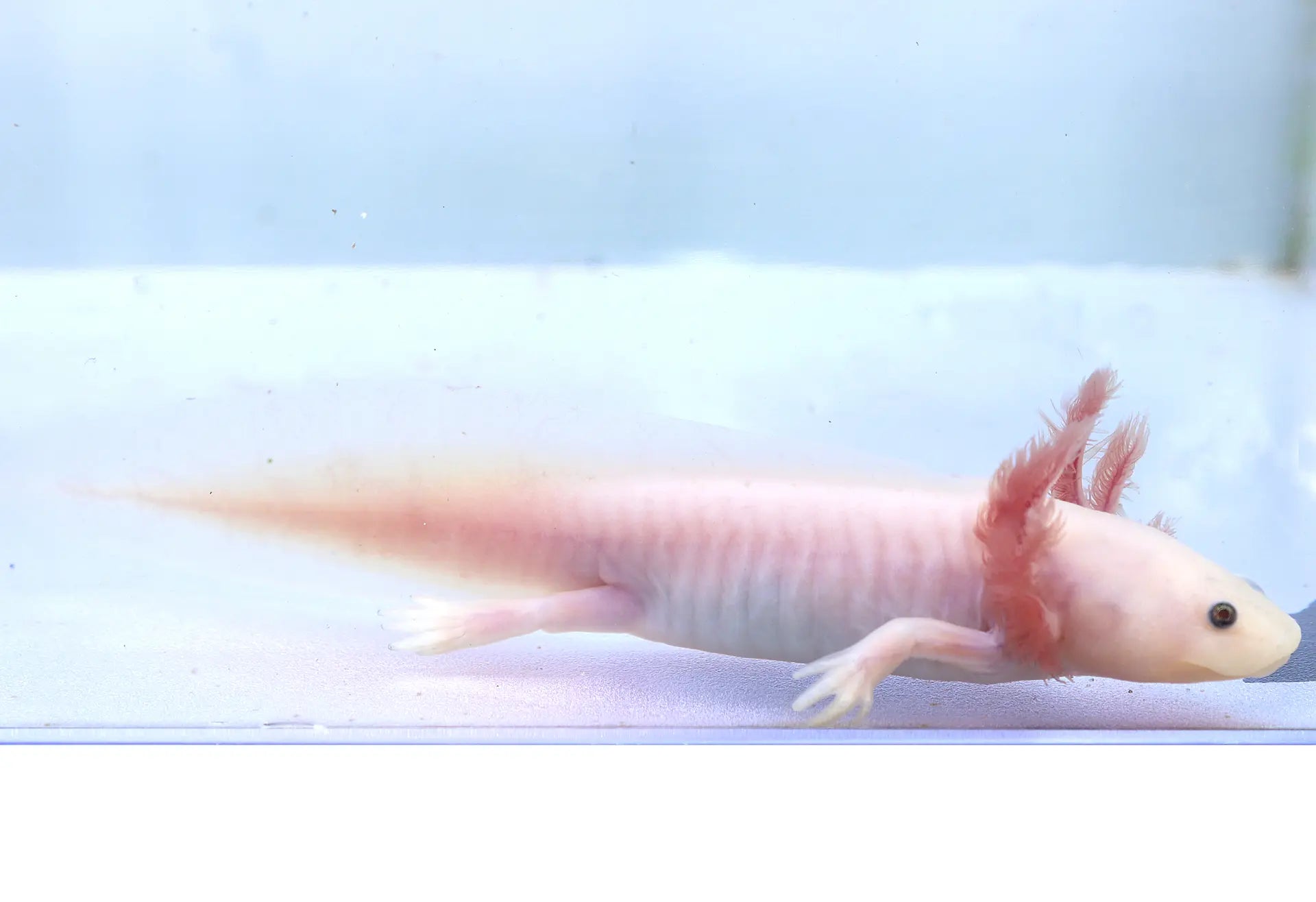 Leucistic Axolotl