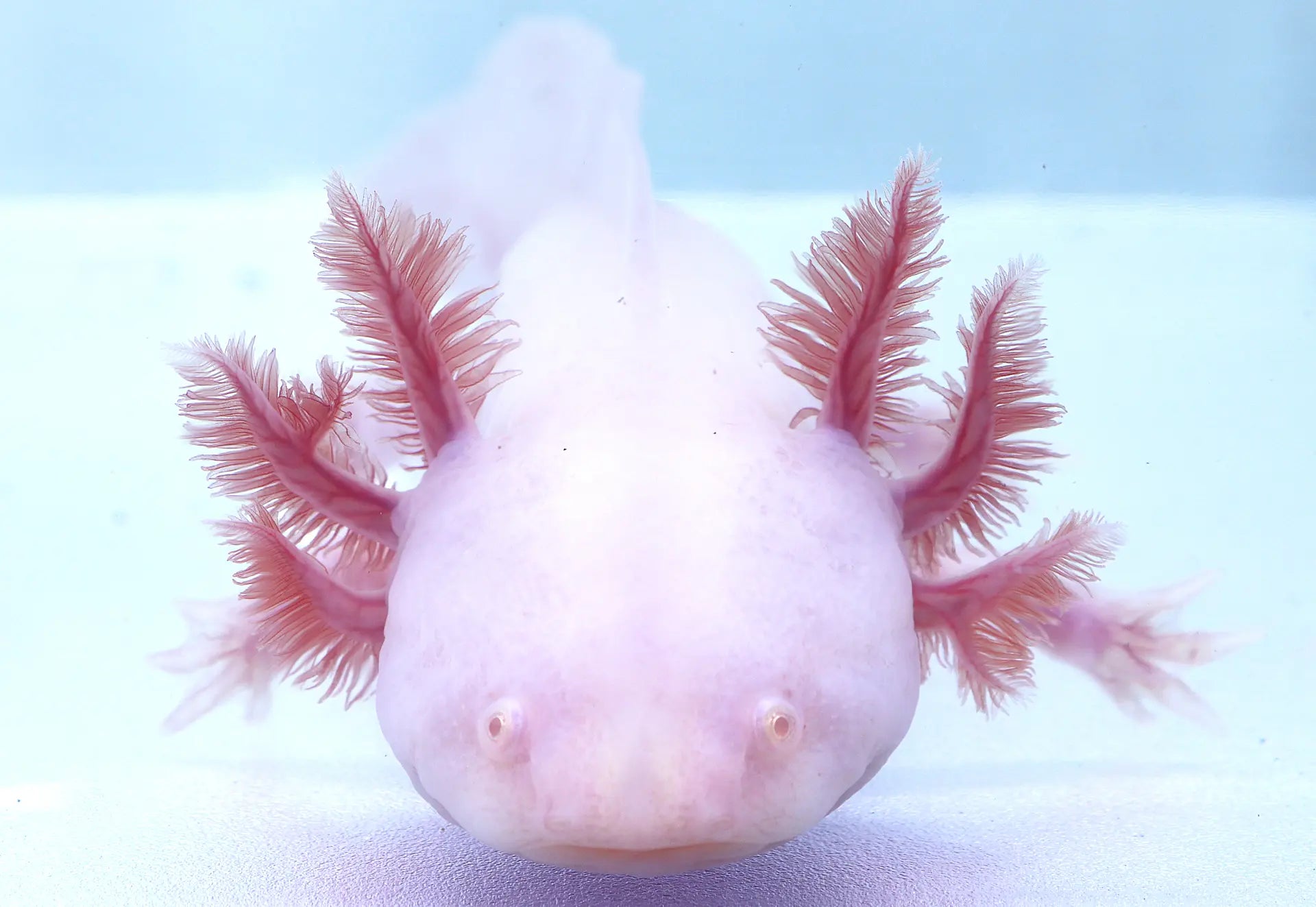 Albino Axolotl