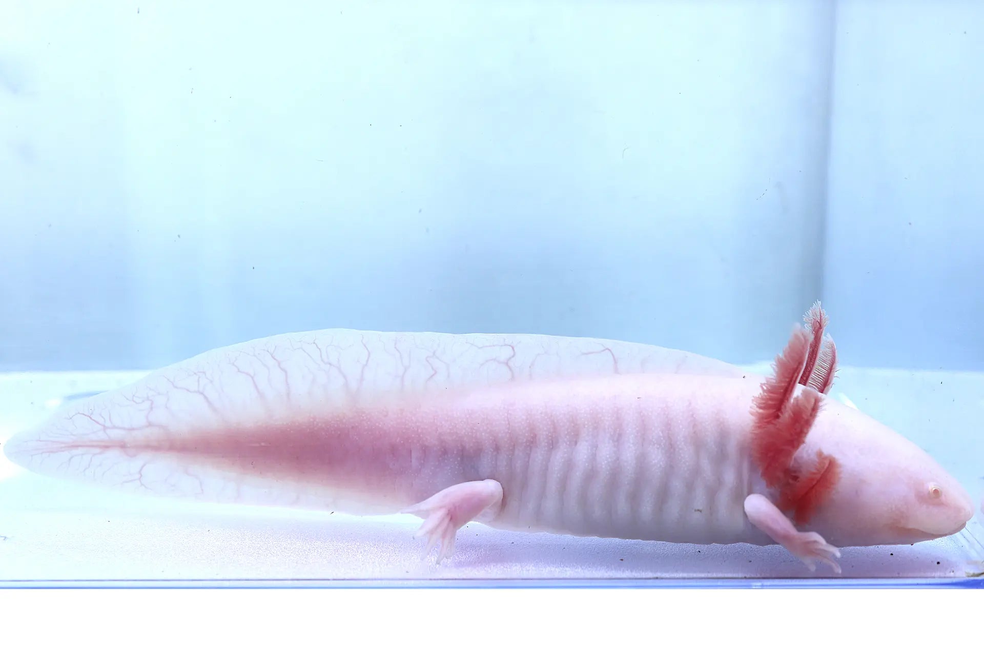 Albino Axolotl
