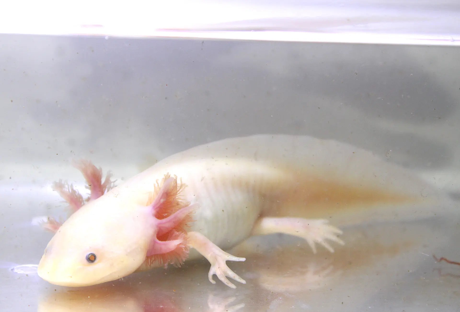 Leucistic GFP Axolotl