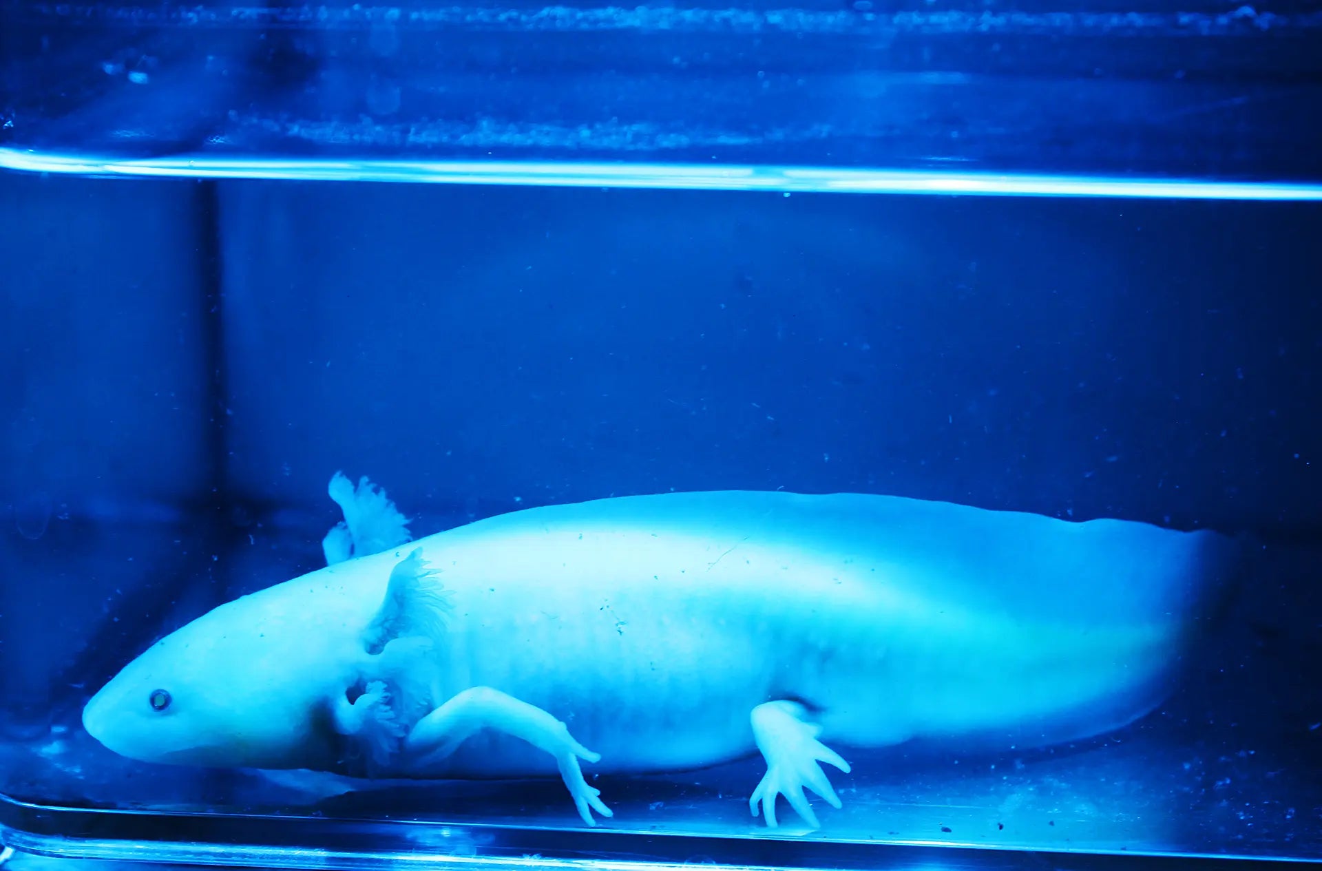 Leucistic GFP Axolotl