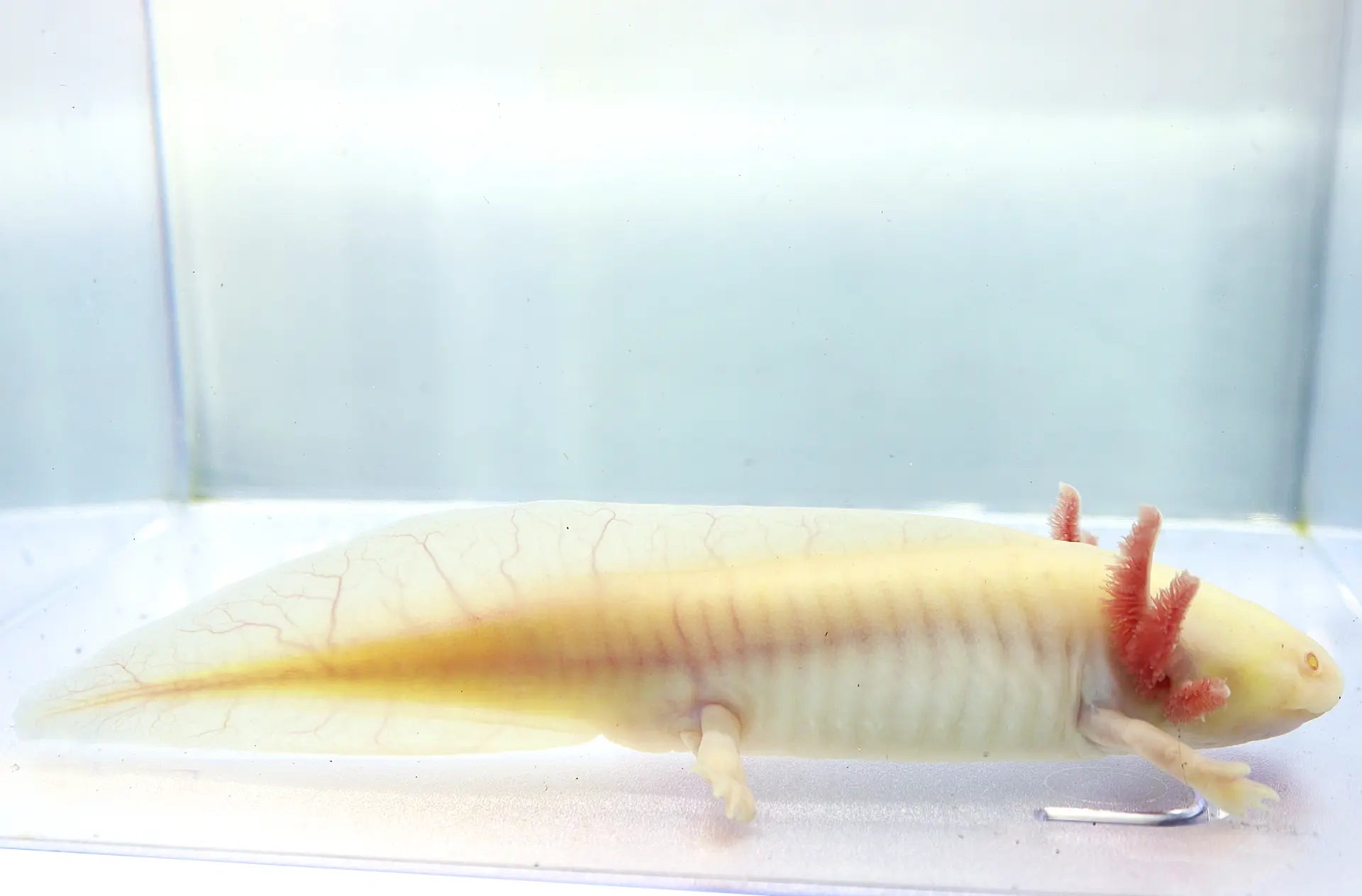 GFP Albino Axolotl