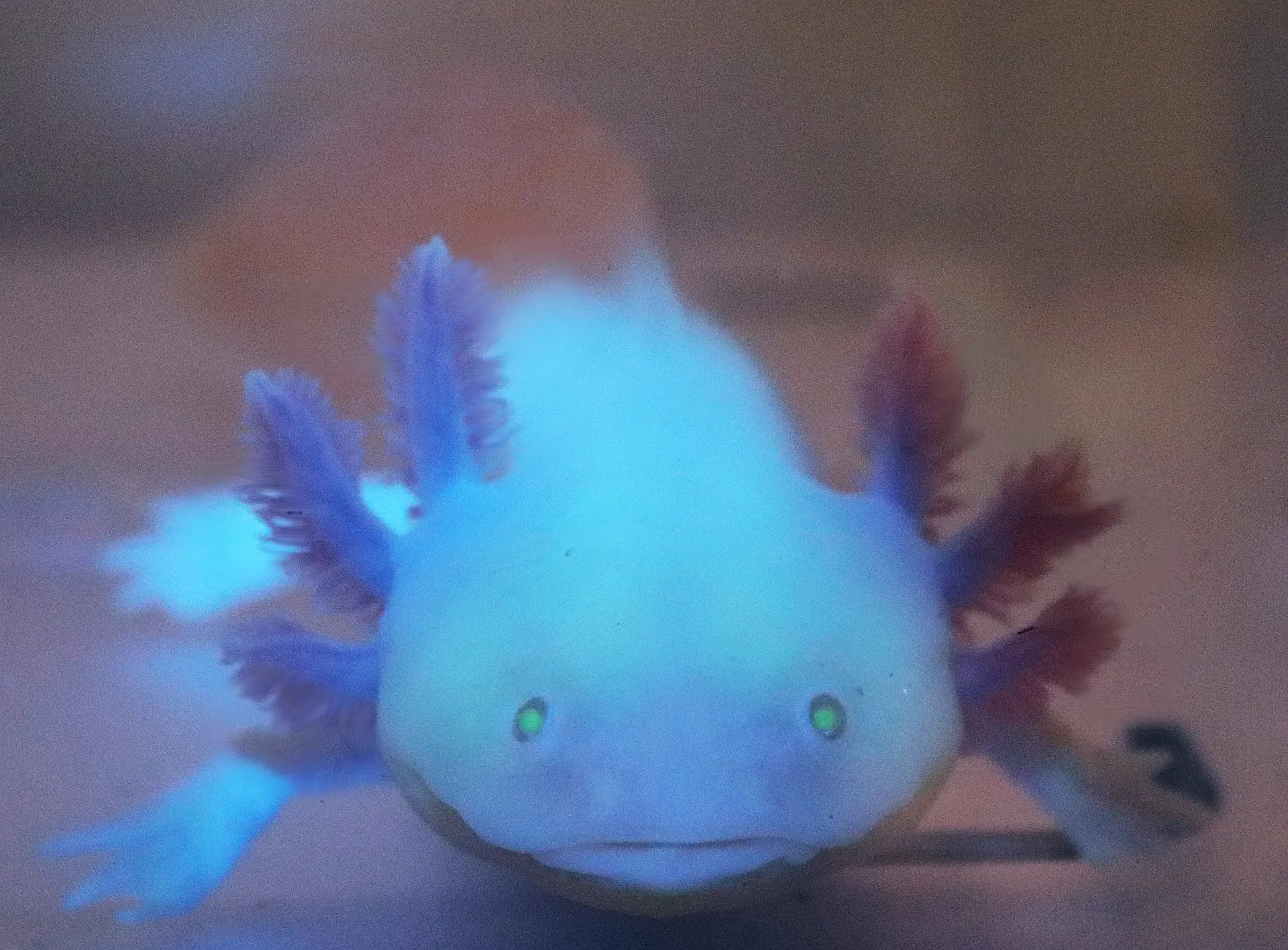 GFP Albino Axolotl