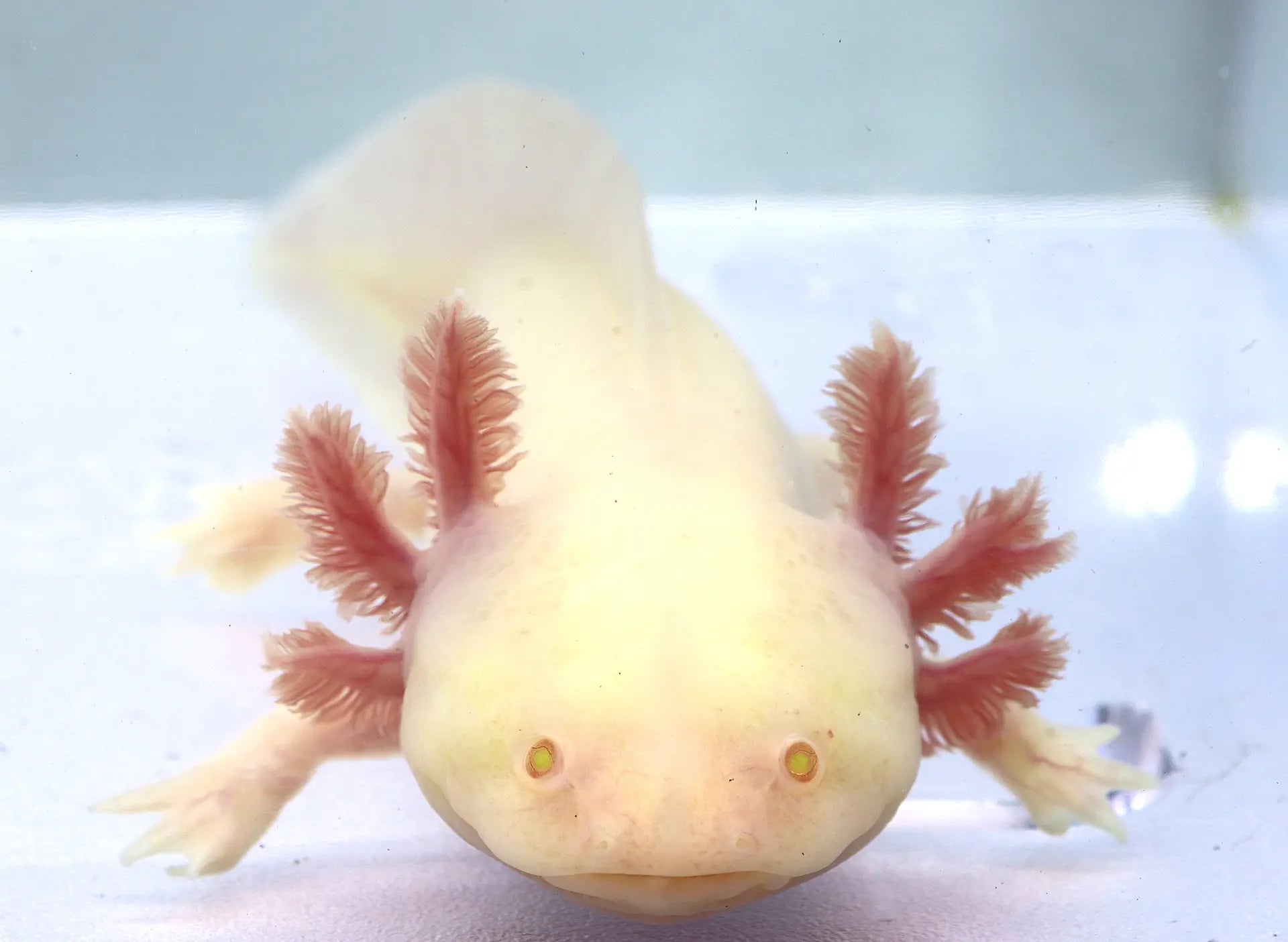white albino axolotl