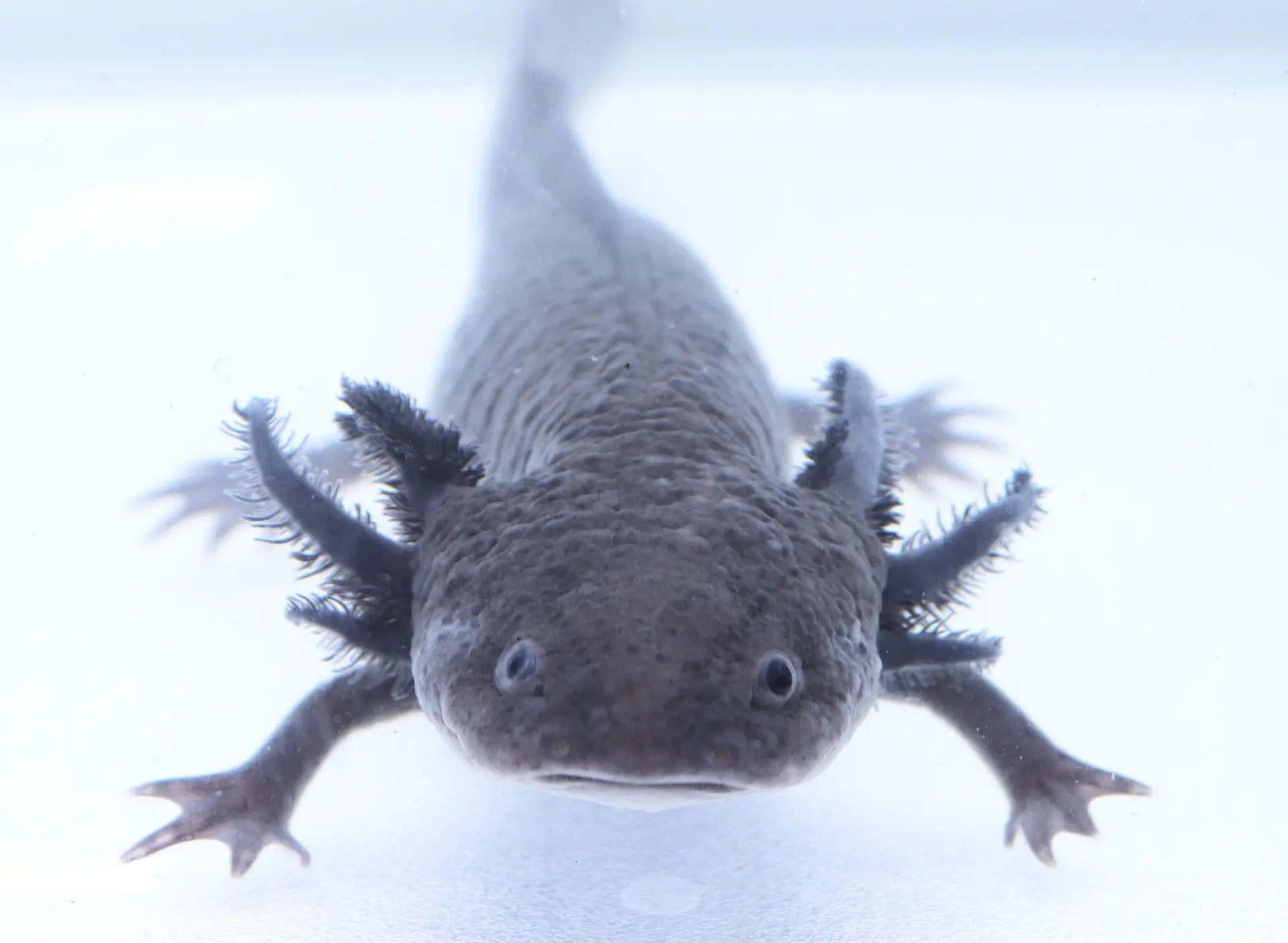 Melanoid Axolotl