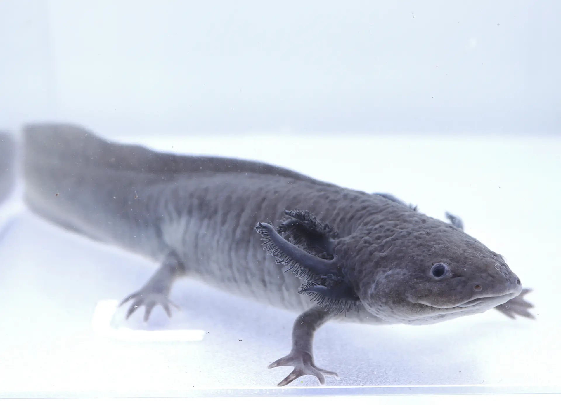 Melanoid Axolotl Axolotls For Sale Fantaxies melanoid-axolotl-axolotls-for-sale-fantaxies