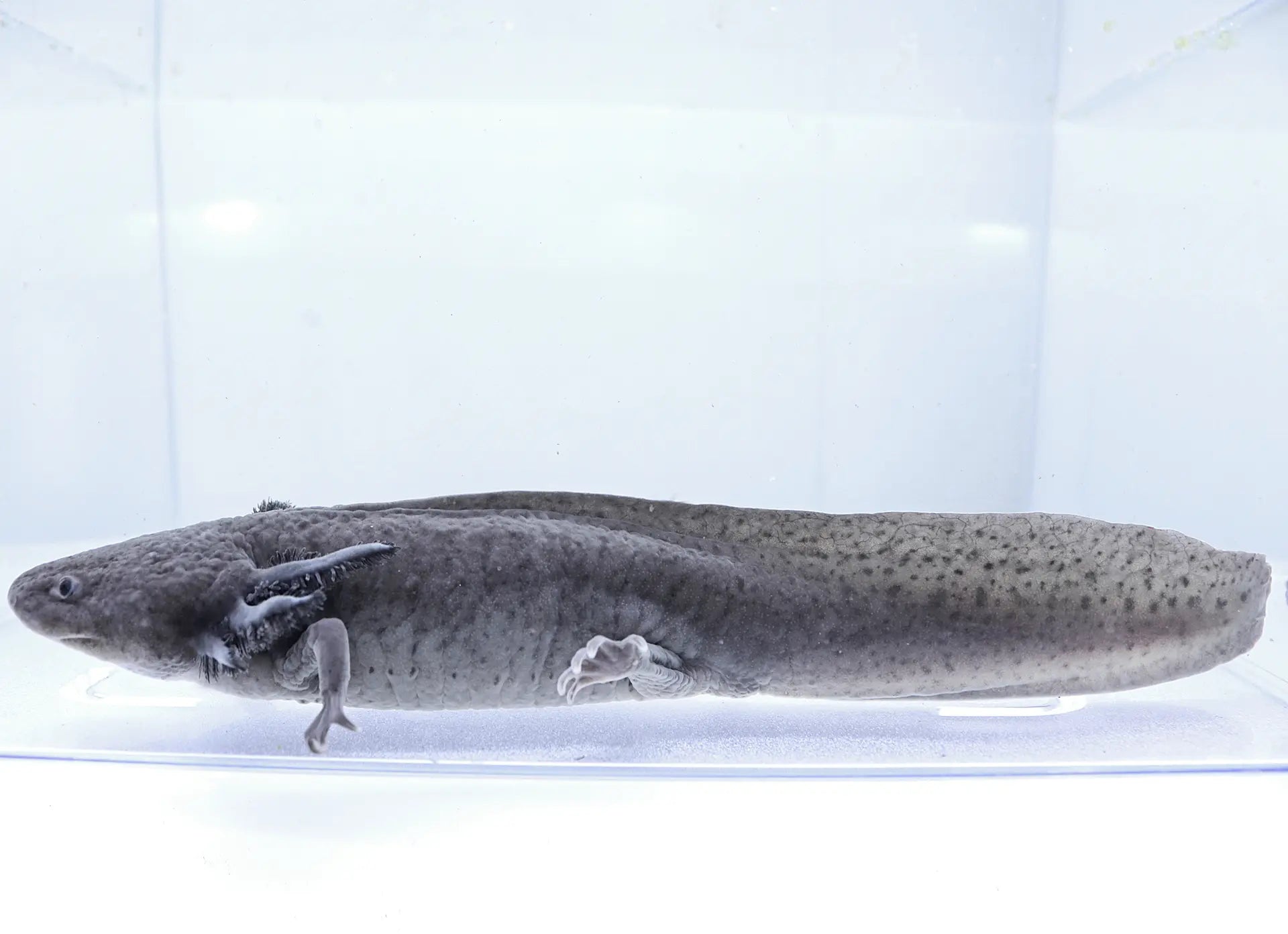 Melanoid Axolotl