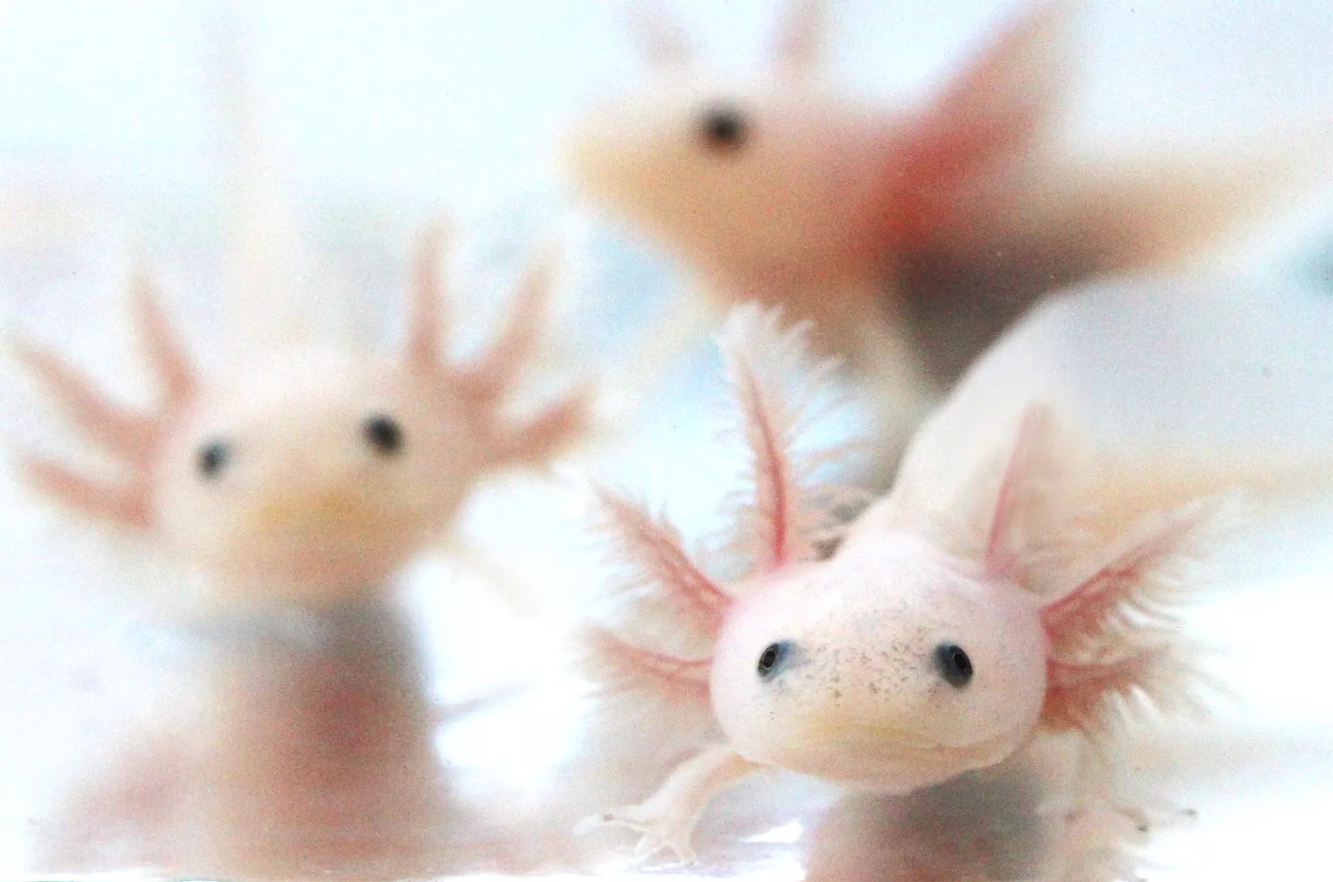 Fluffy Gill Leucistic (Lucy) Axolotl