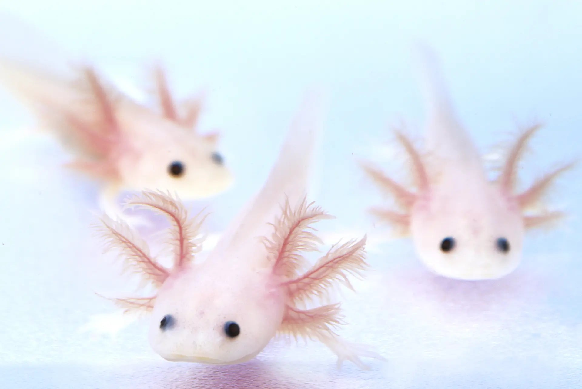 Fluffy Gill Leucistic (Lucy) Axolotl
