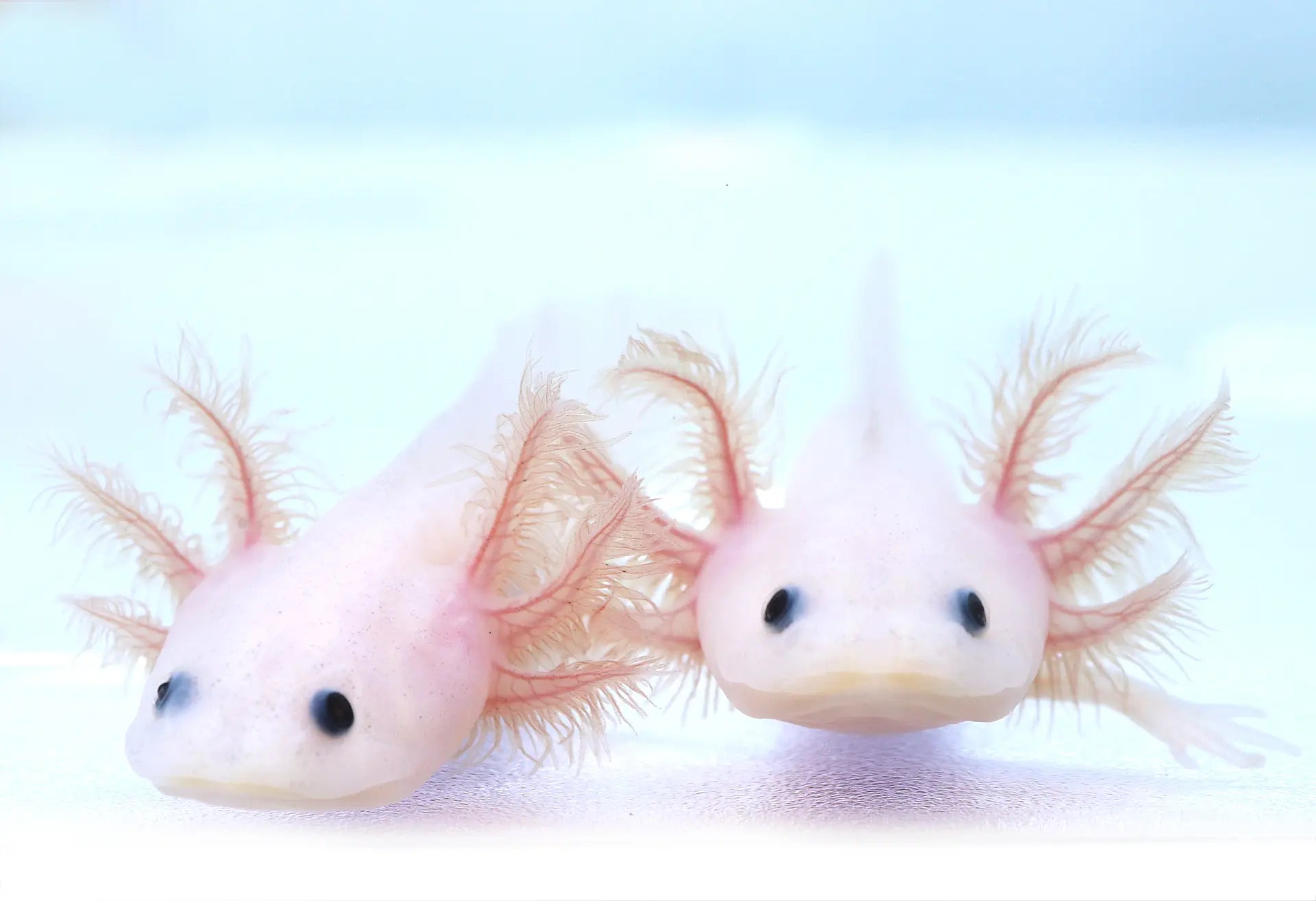 Fluffy Gill Leucistic (Lucy) Axolotl