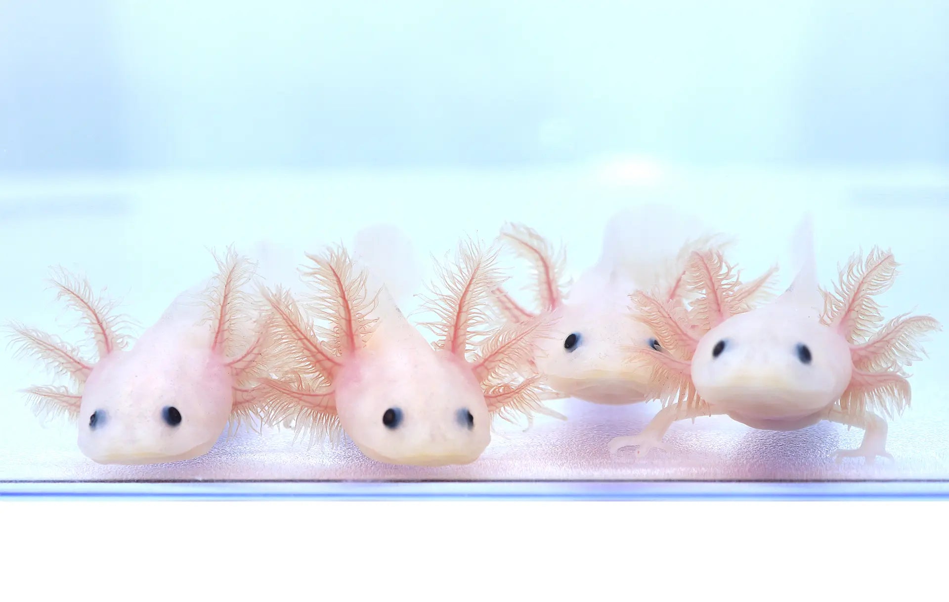 Fluffy Gill Leucistic (Lucy) Axolotl