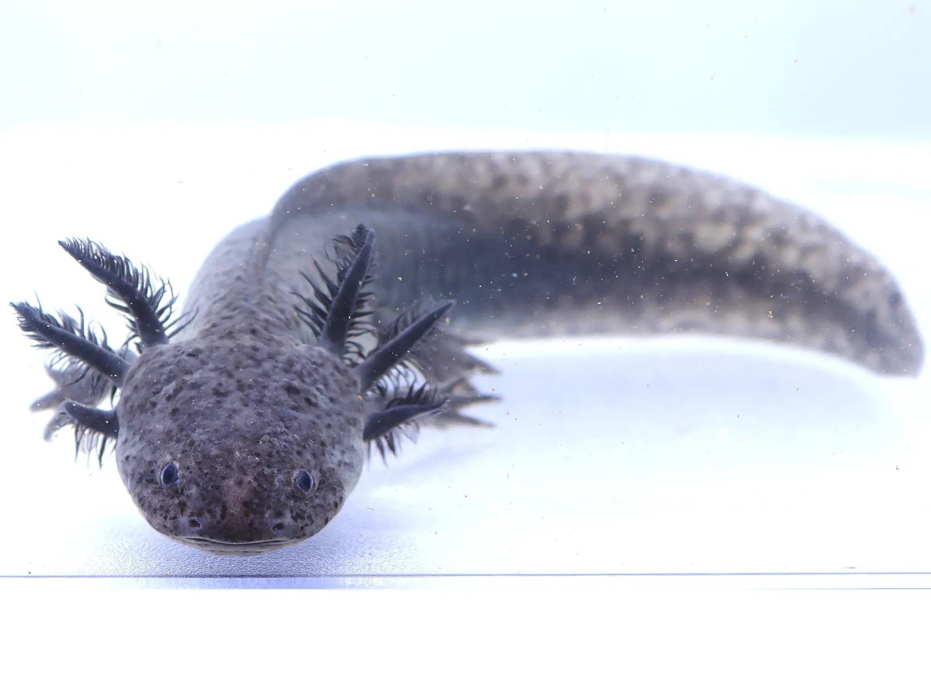 Axanthic Axolotl