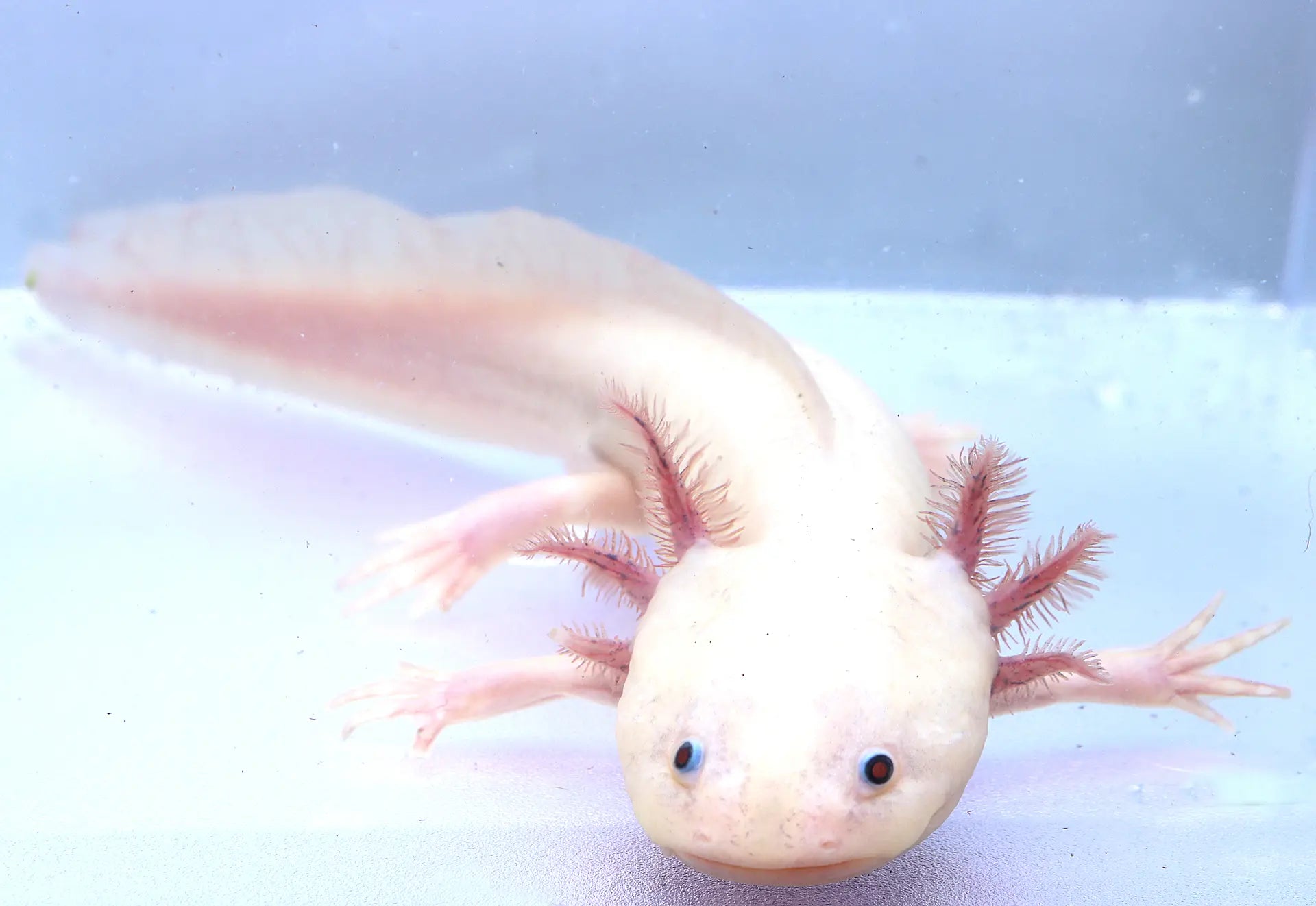 Dirty Leucistic Axolotl