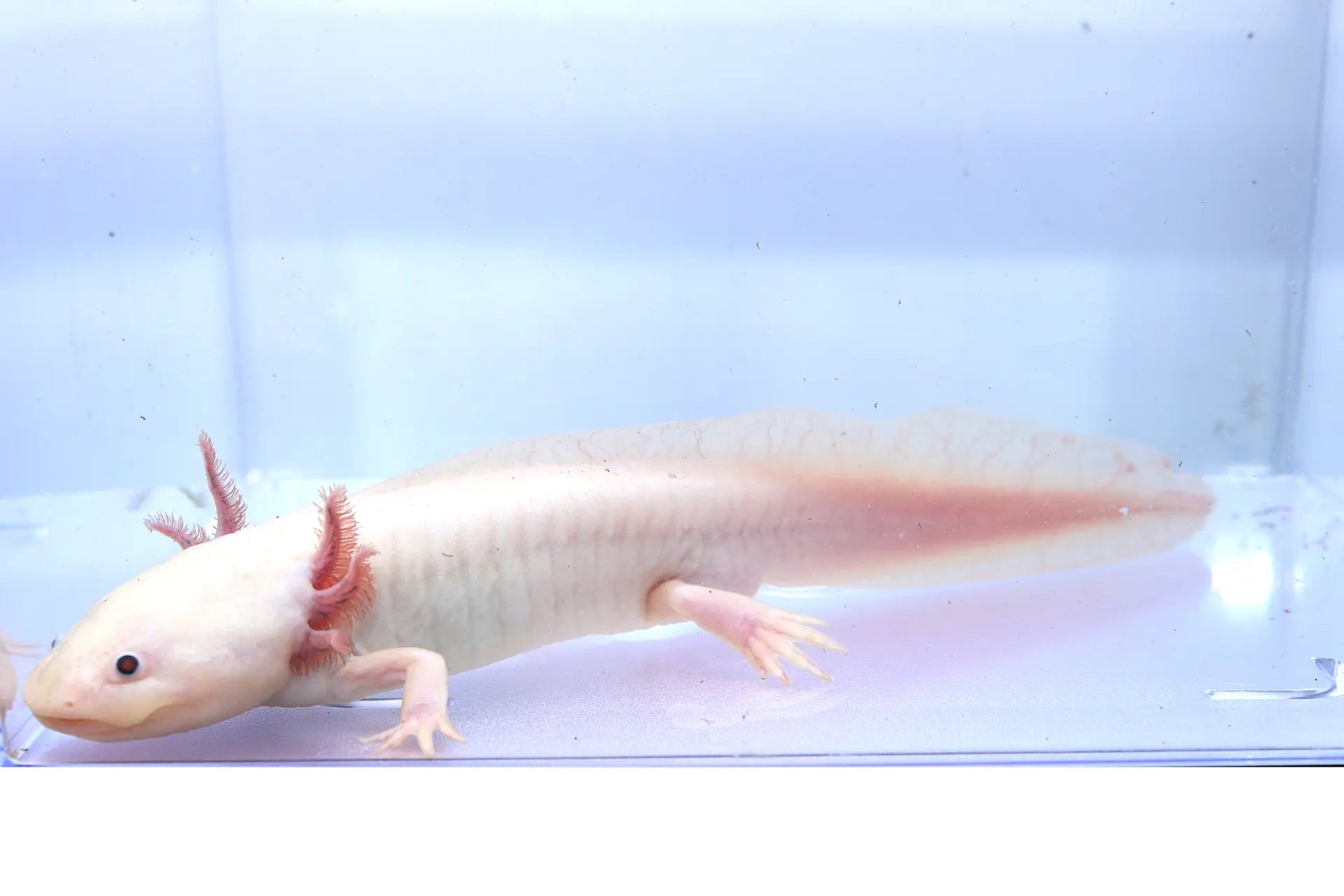 Dirty Leucistic Axolotl