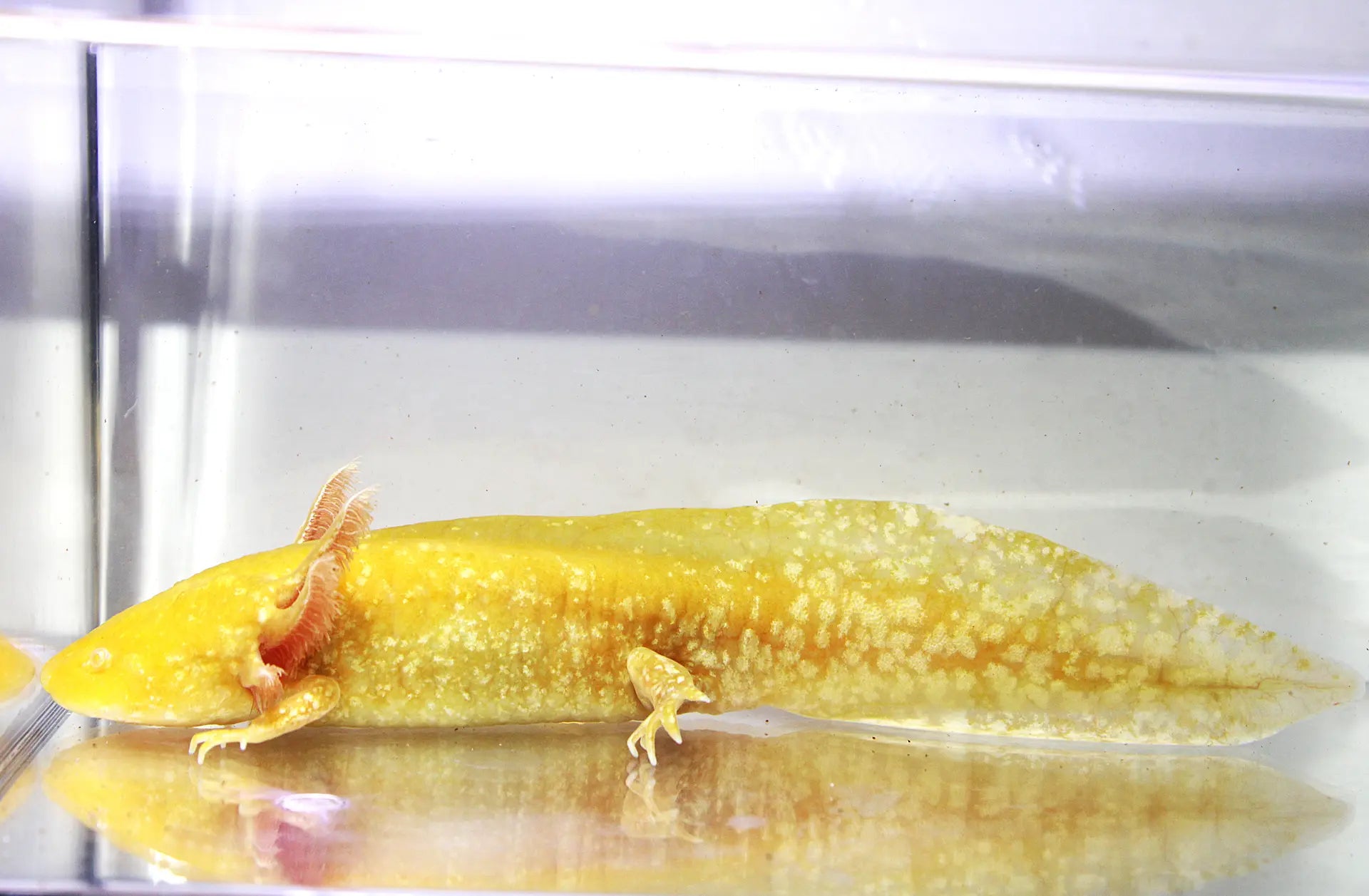 GFP Golden Albino Axolotl