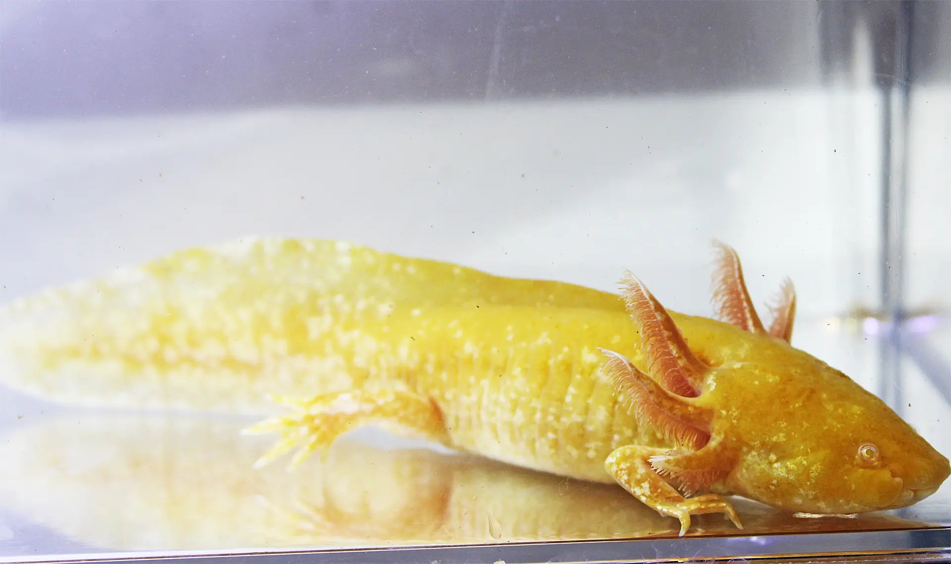 GFP Golden Albino Axolotl