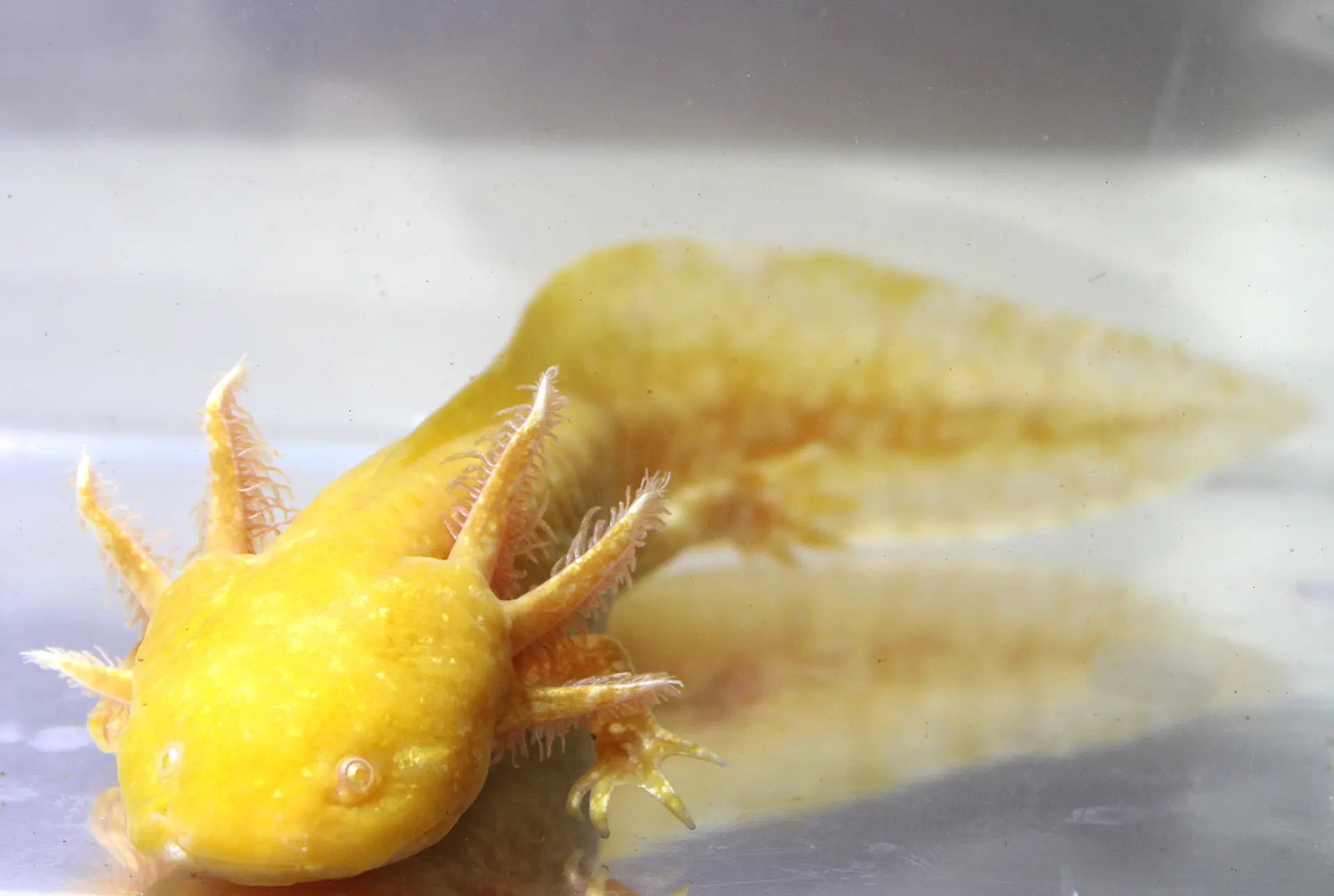 GFP Golden Albino Axolotl