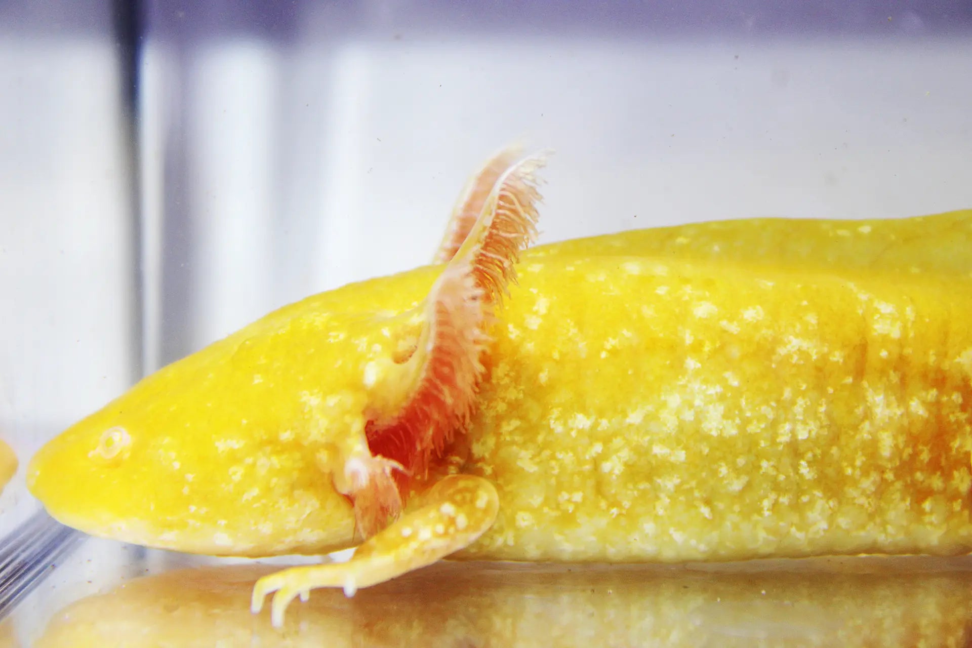 GFP Golden Albino Axolotl