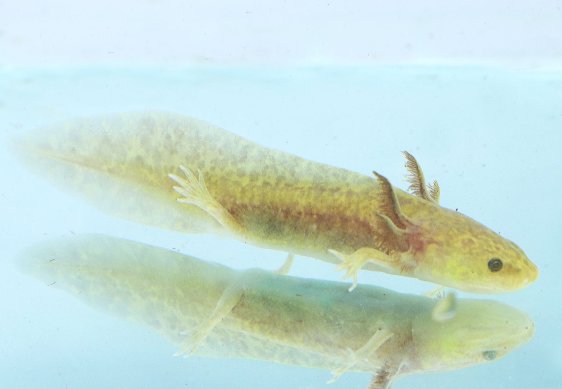 GFP Copper Axolotl