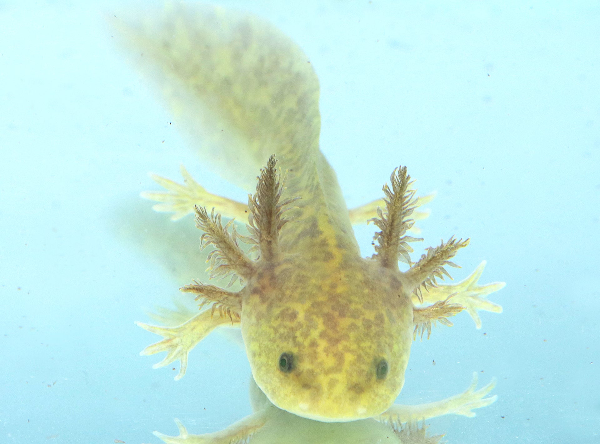 GFP Copper Axolotl