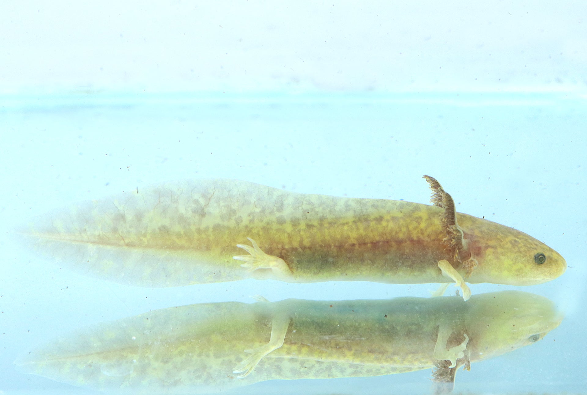 GFP Copper Axolotl