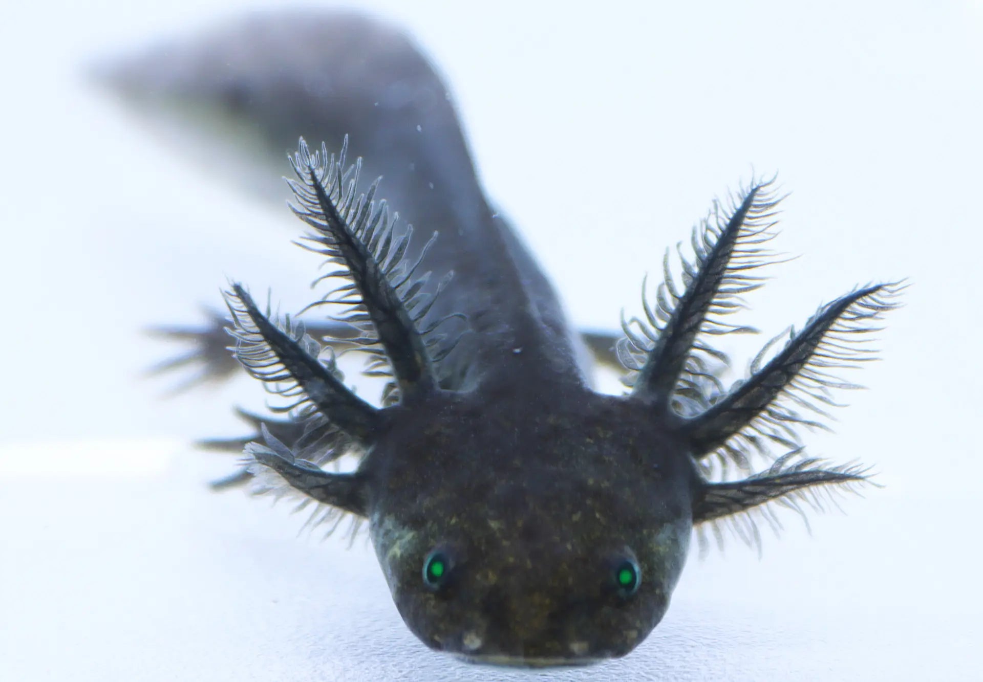 GFP Melanoid Axolotl