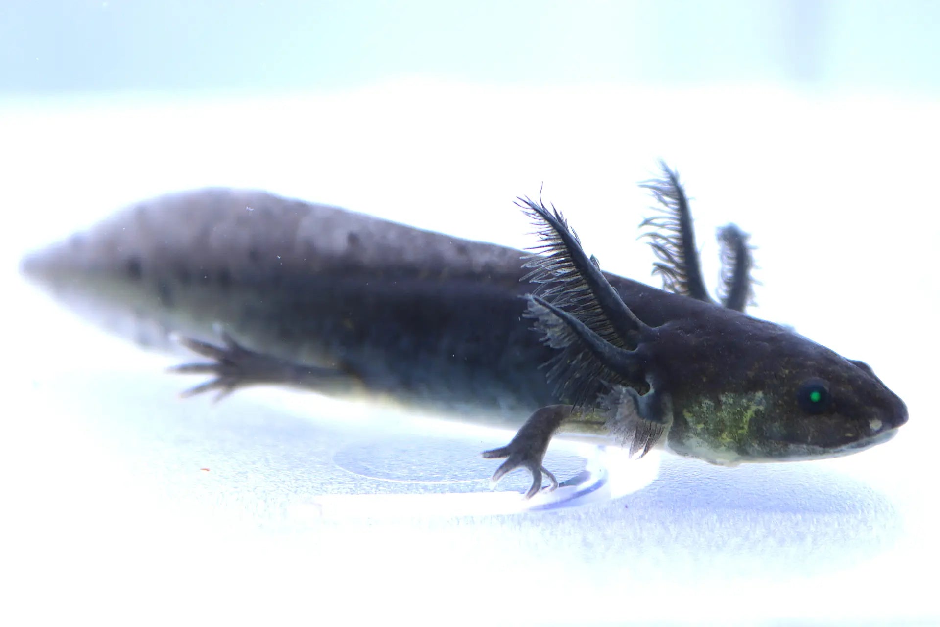 GFP Melanoid Axolotl