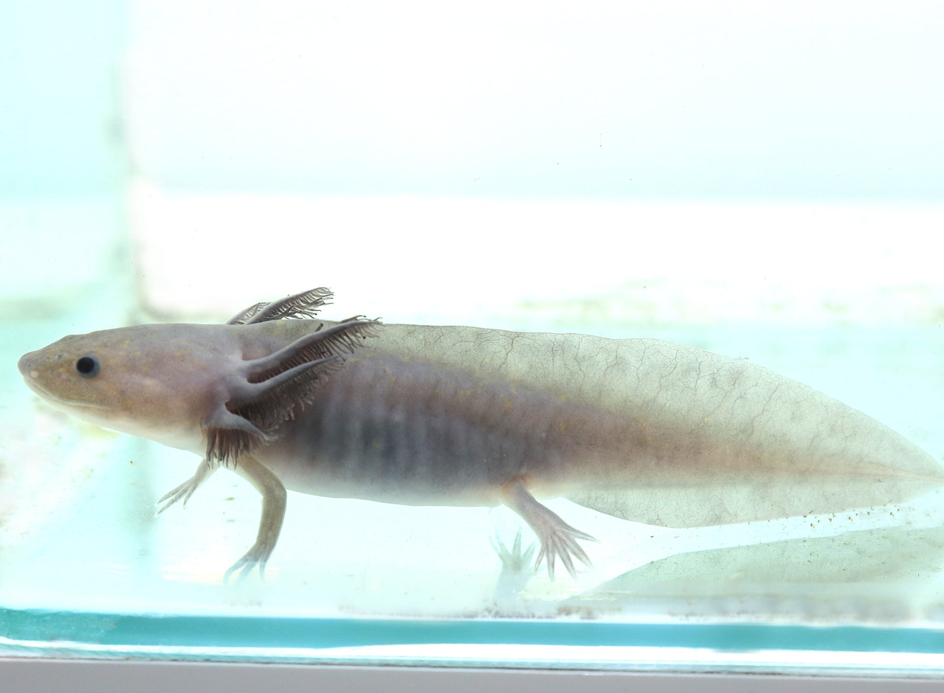 Hypomelanistic Melanoid Axolotl