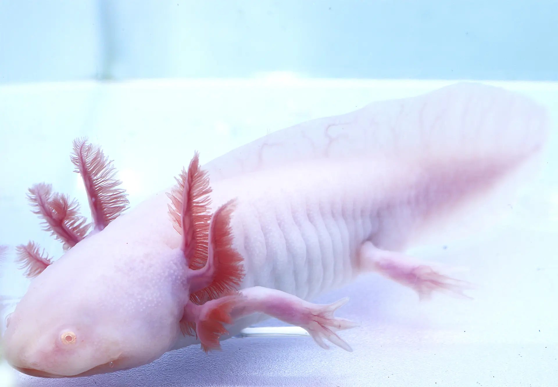 Albino Axolotl