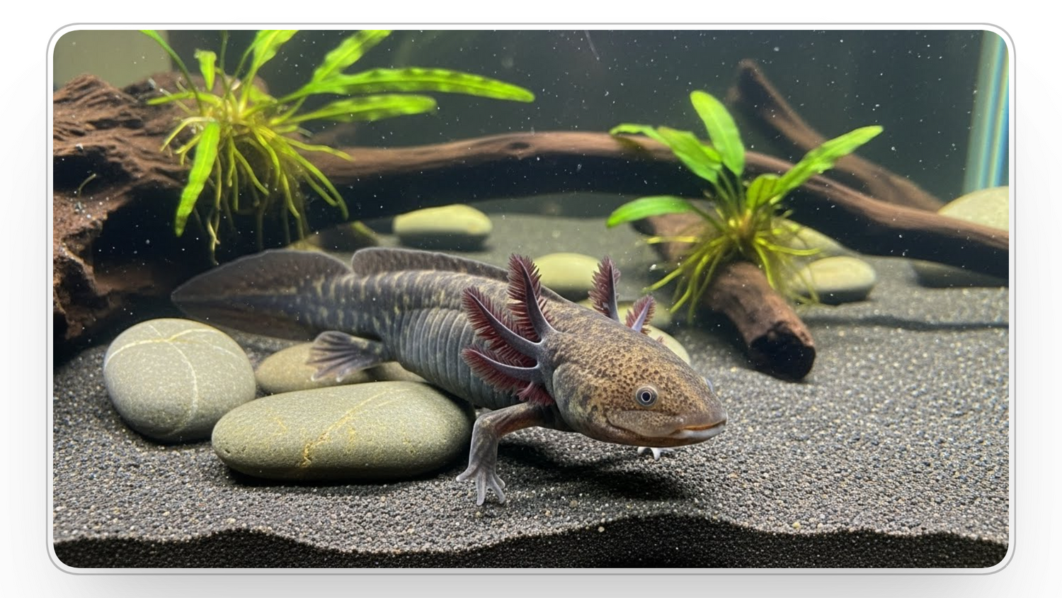chose best wild type axolotl