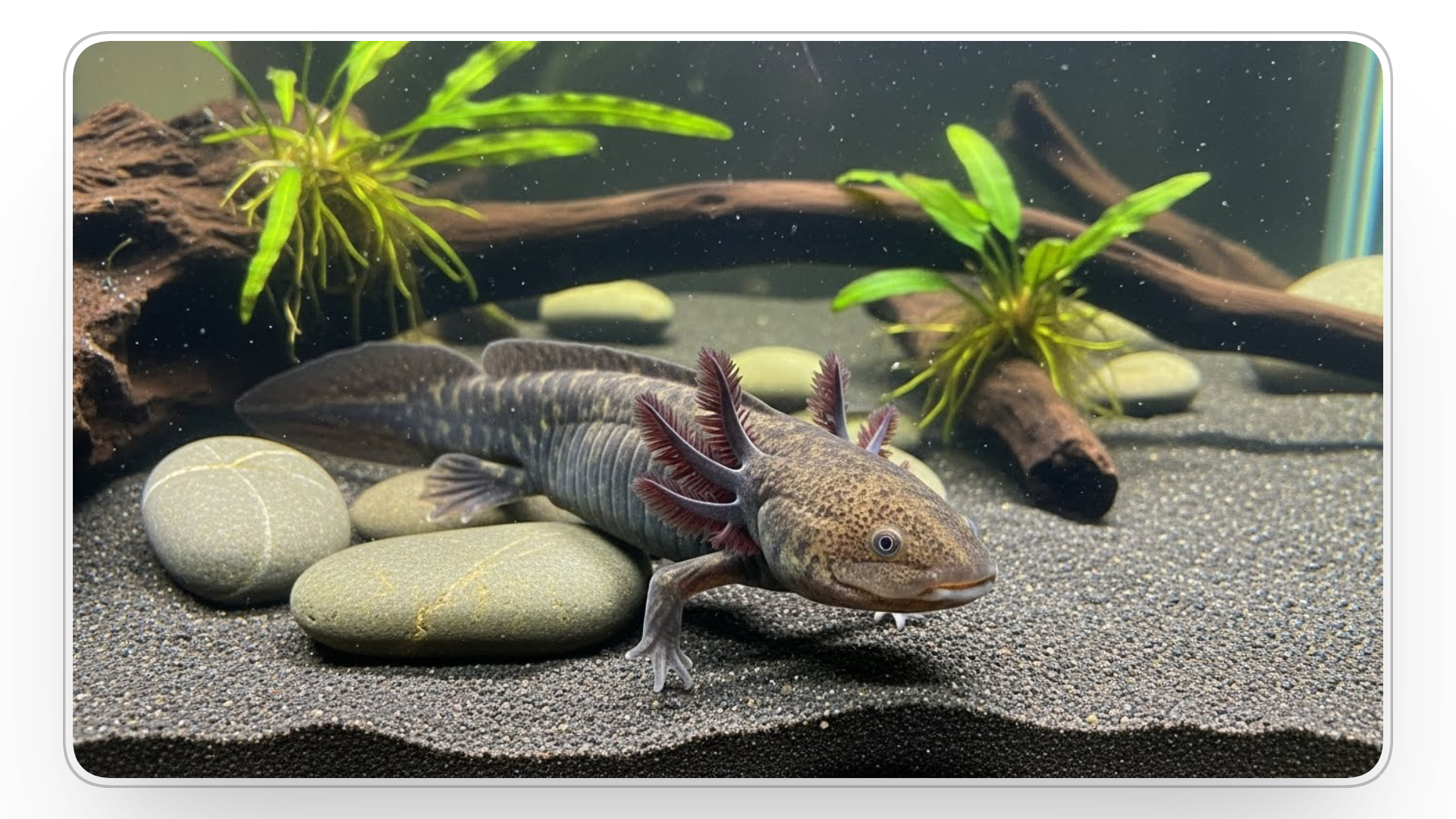chose best wild type axolotl