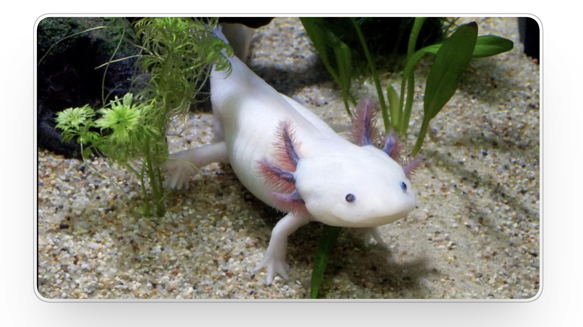 How Much Are Axolotls in 2025? 9 Quick Checks